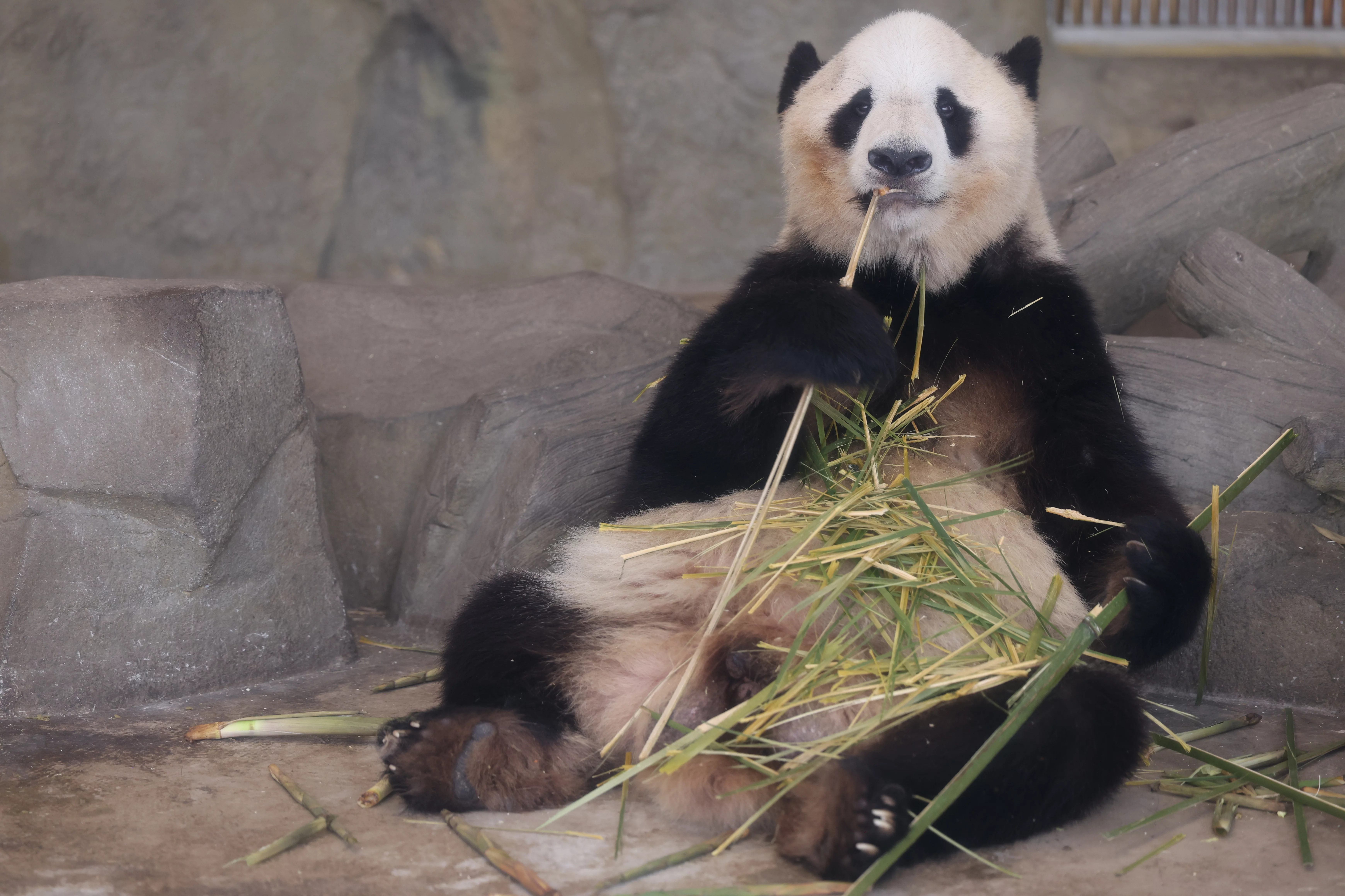 Chengdu Research Base of Giant Panda Breeding