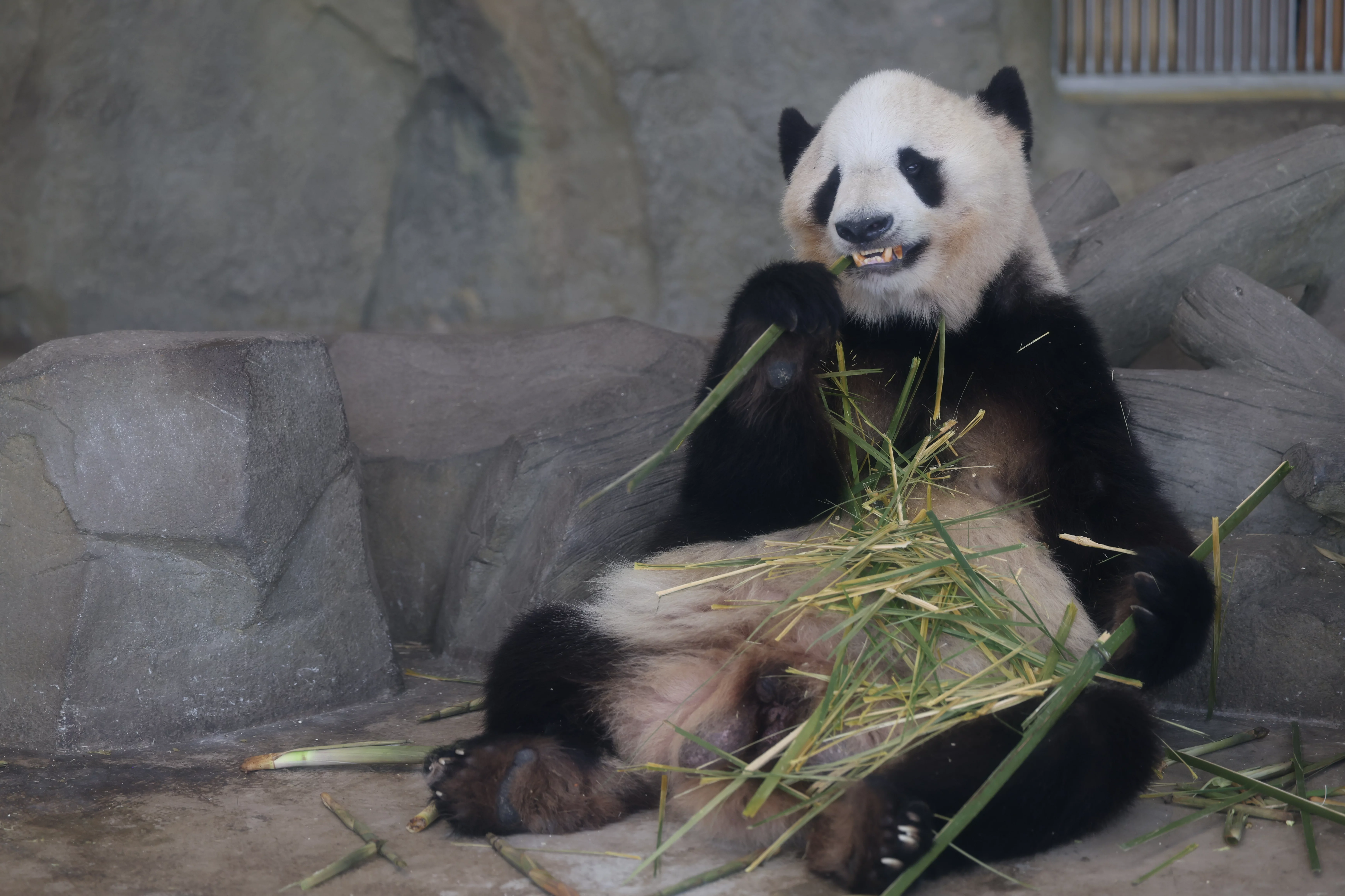 Chengdu Research Base of Giant Panda Breeding