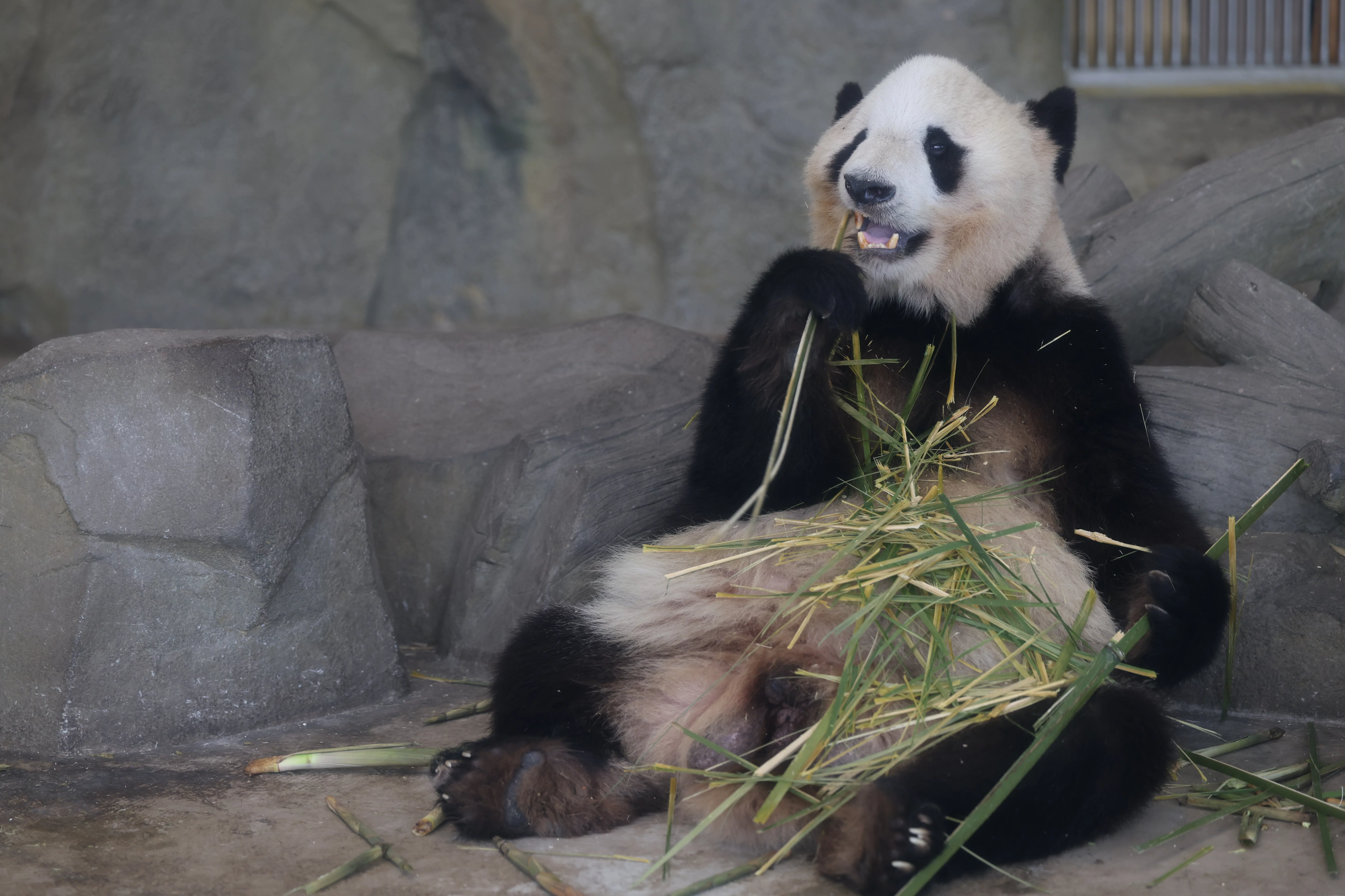 Chengdu Research Base of Giant Panda Breeding