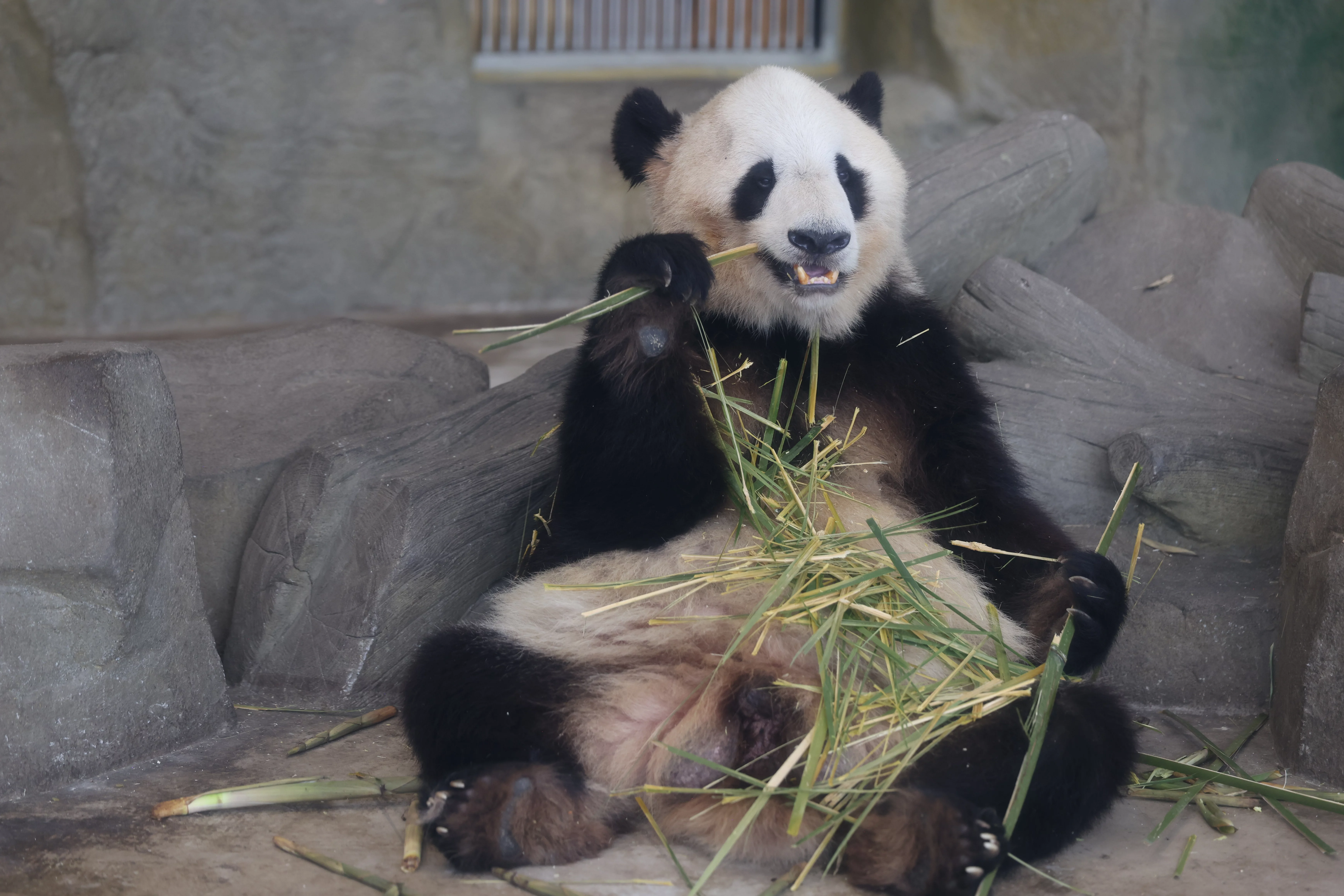 Chengdu Research Base of Giant Panda Breeding
