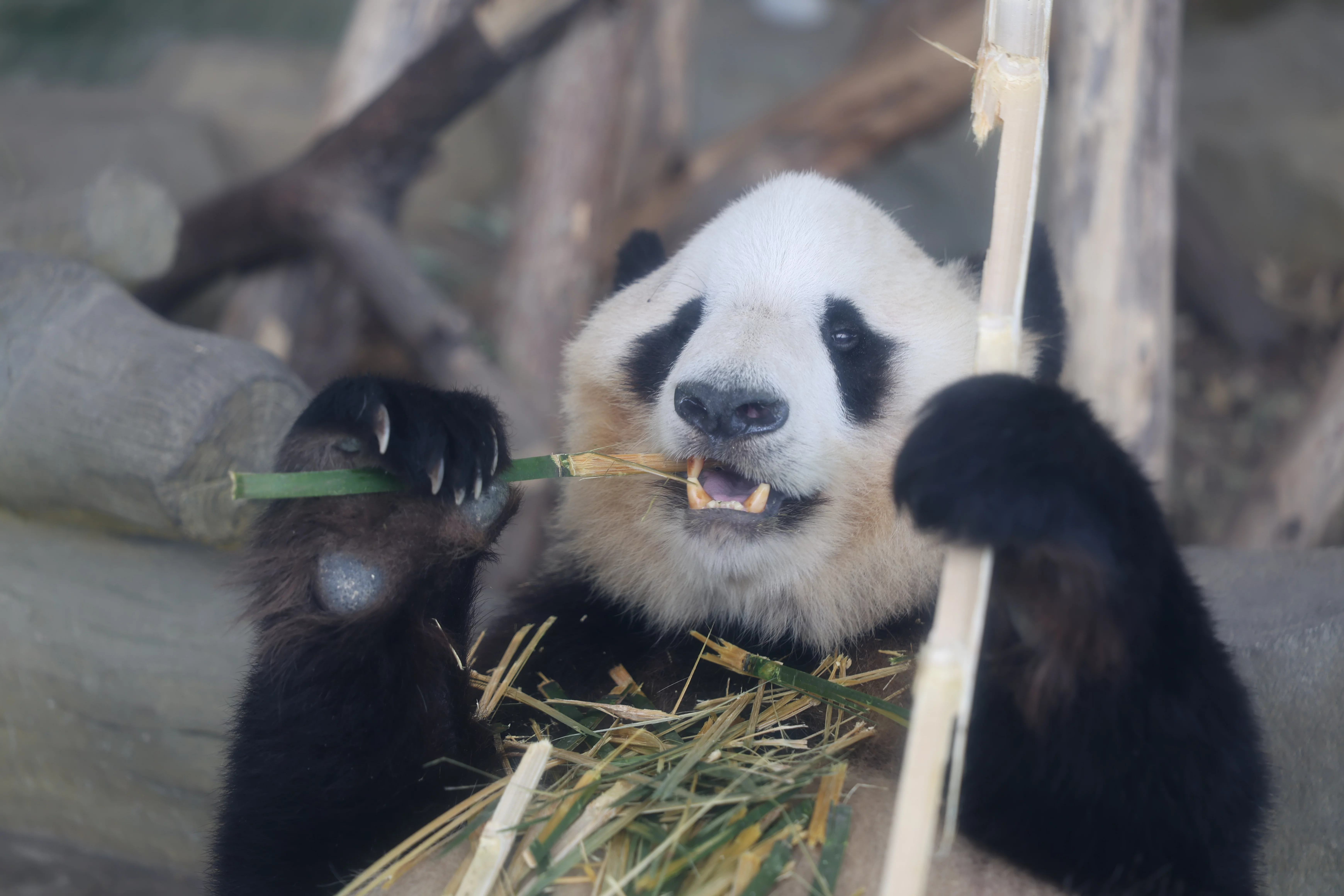 Chengdu Research Base of Giant Panda Breeding