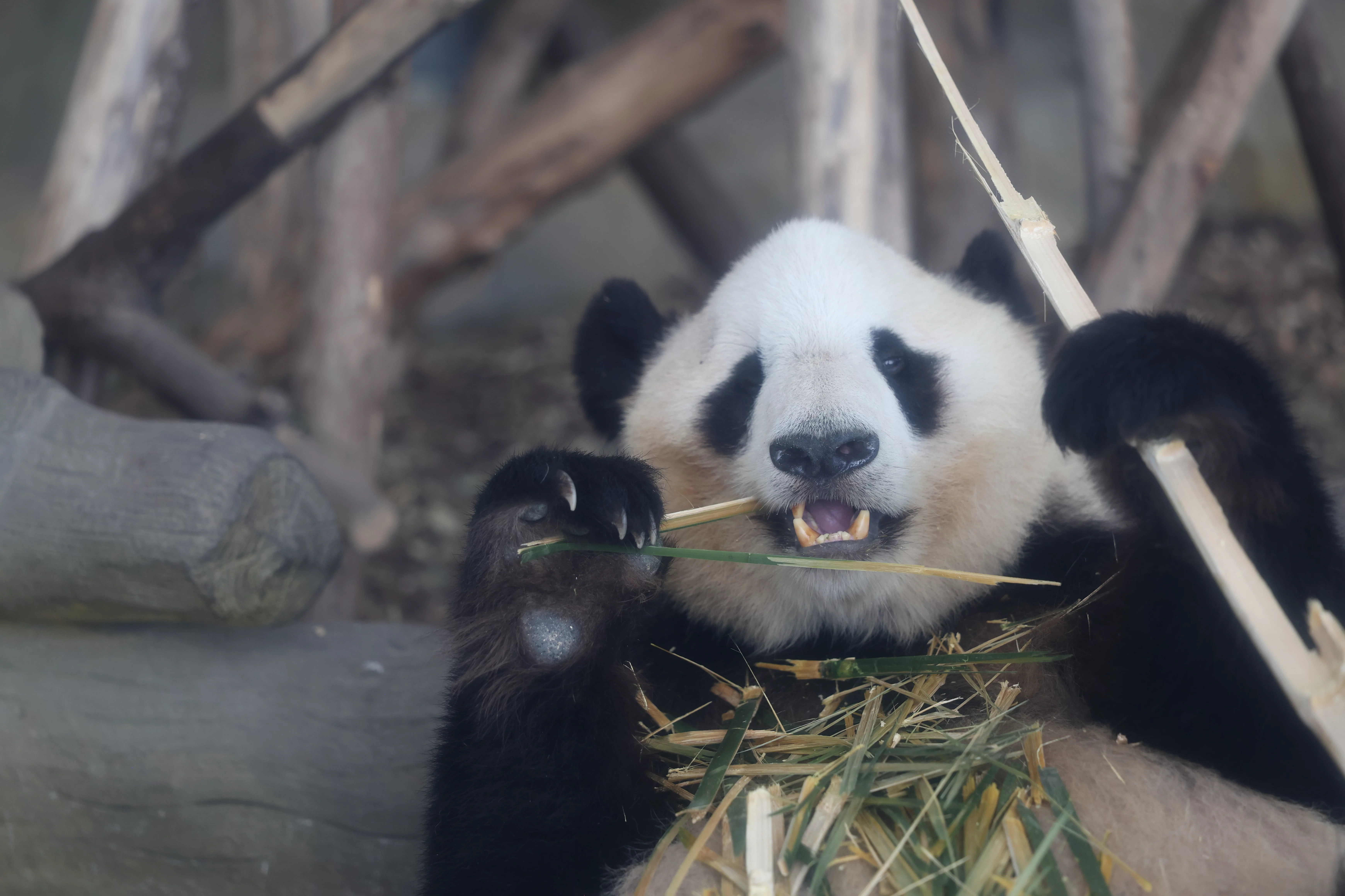 Chengdu Research Base of Giant Panda Breeding