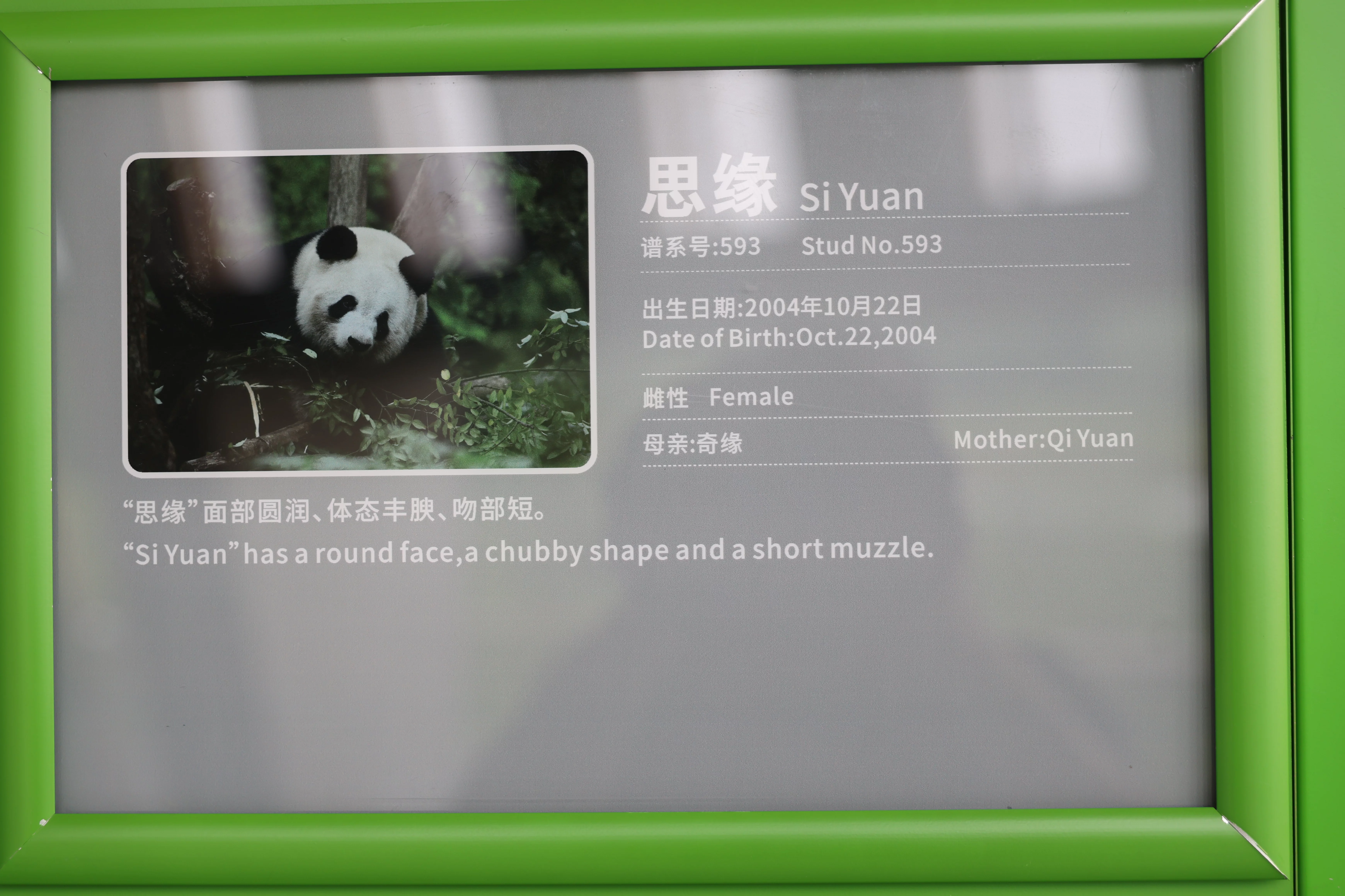Chengdu Research Base of Giant Panda Breeding