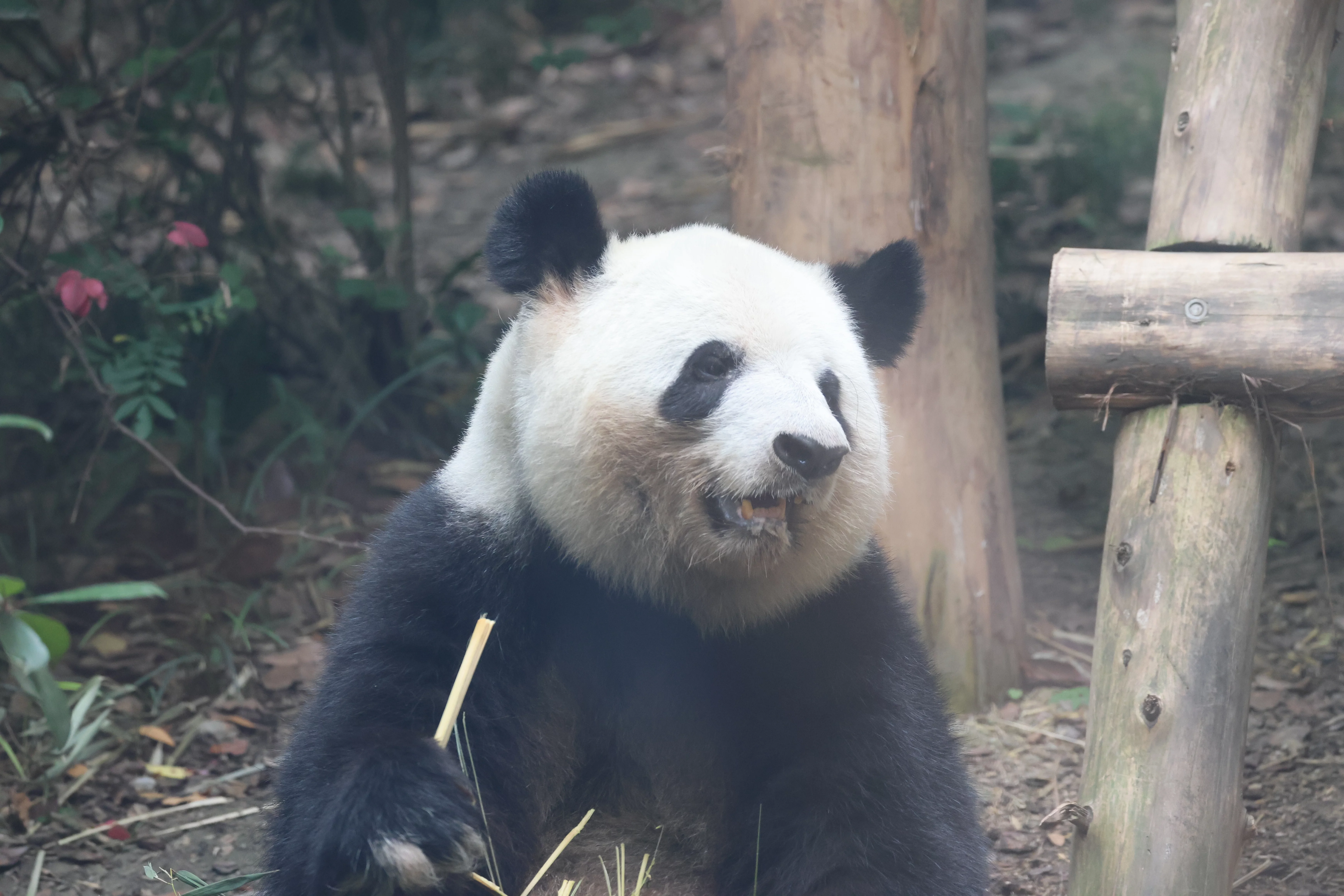Chengdu Research Base of Giant Panda Breeding
