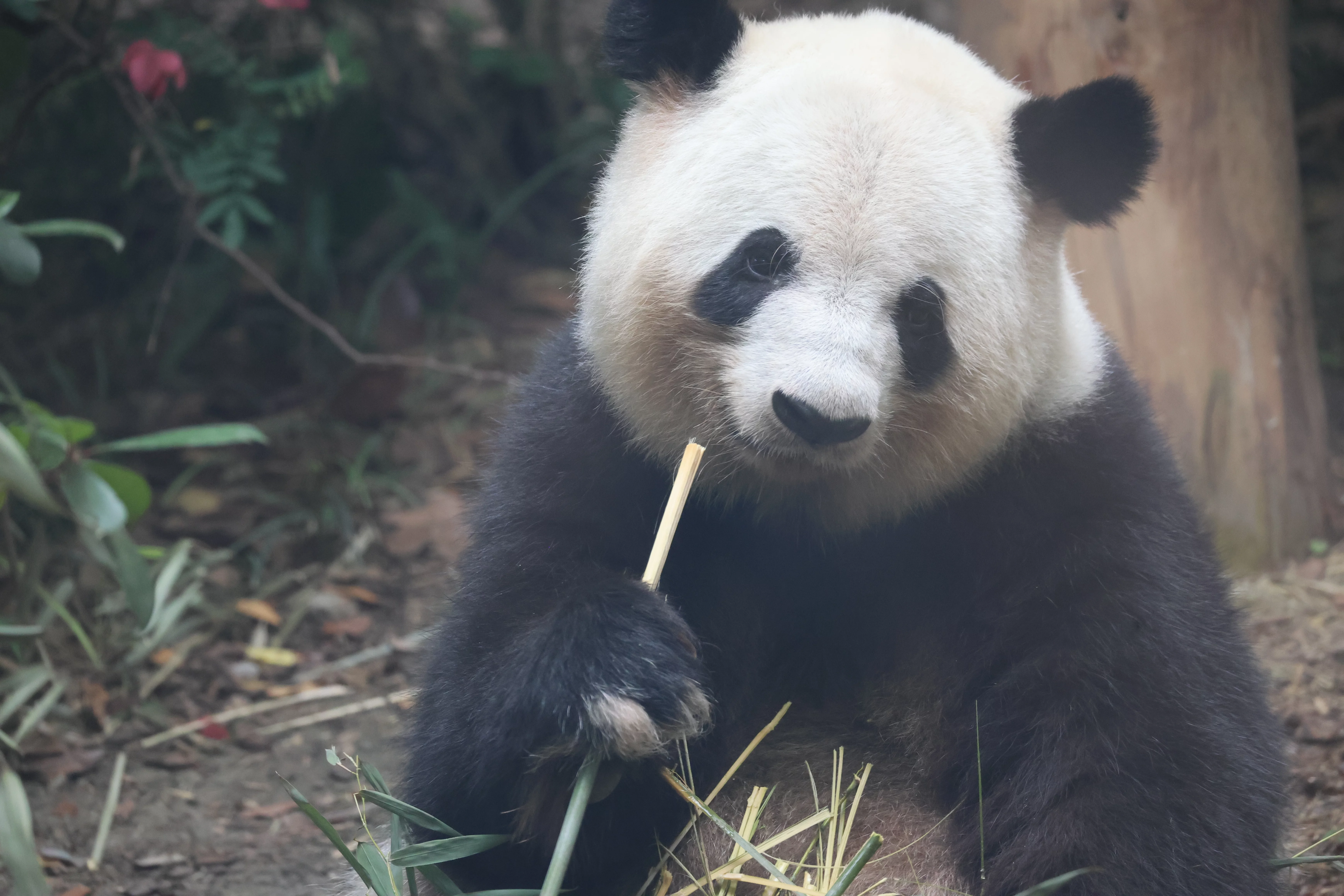Chengdu Research Base of Giant Panda Breeding