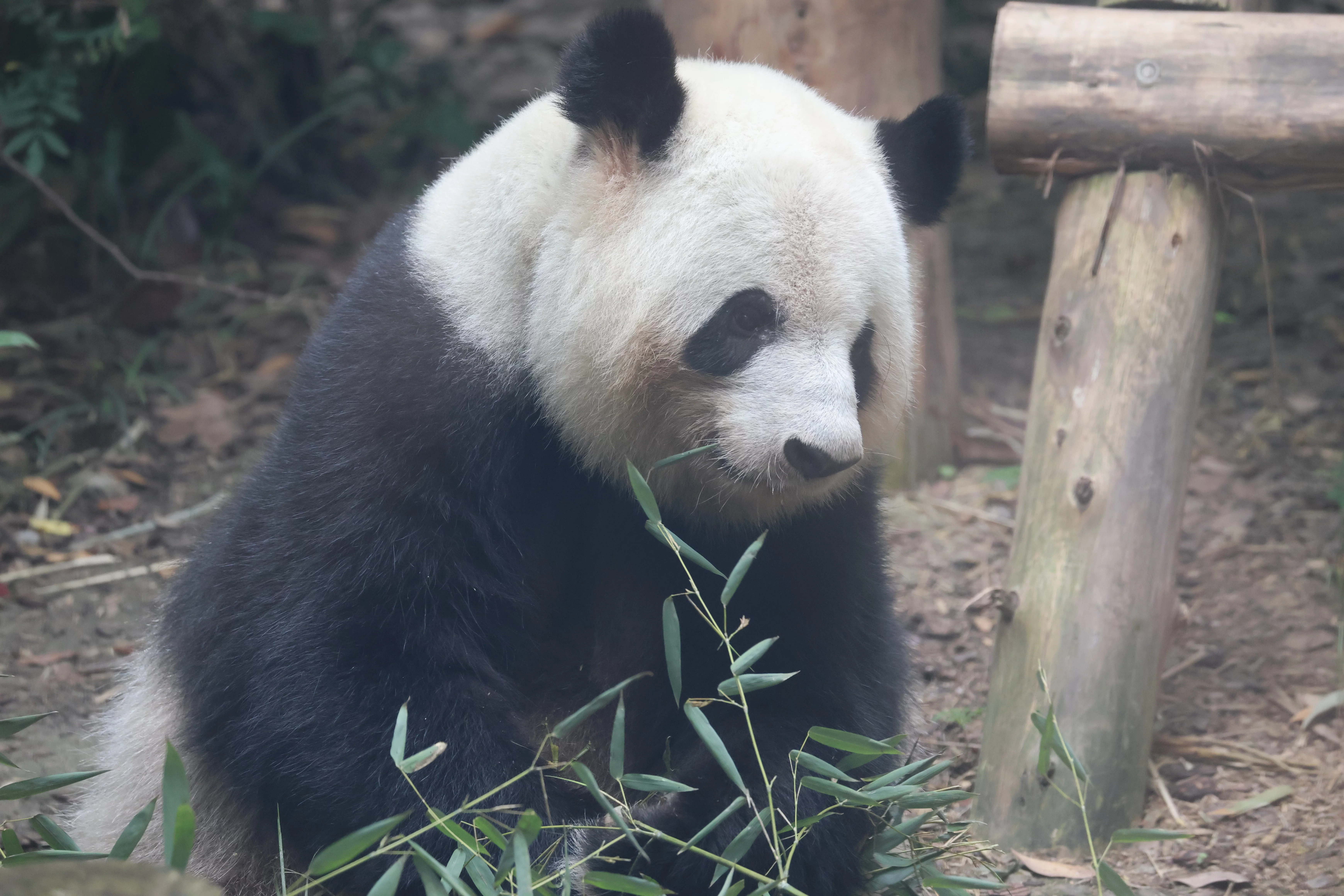 Chengdu Research Base of Giant Panda Breeding