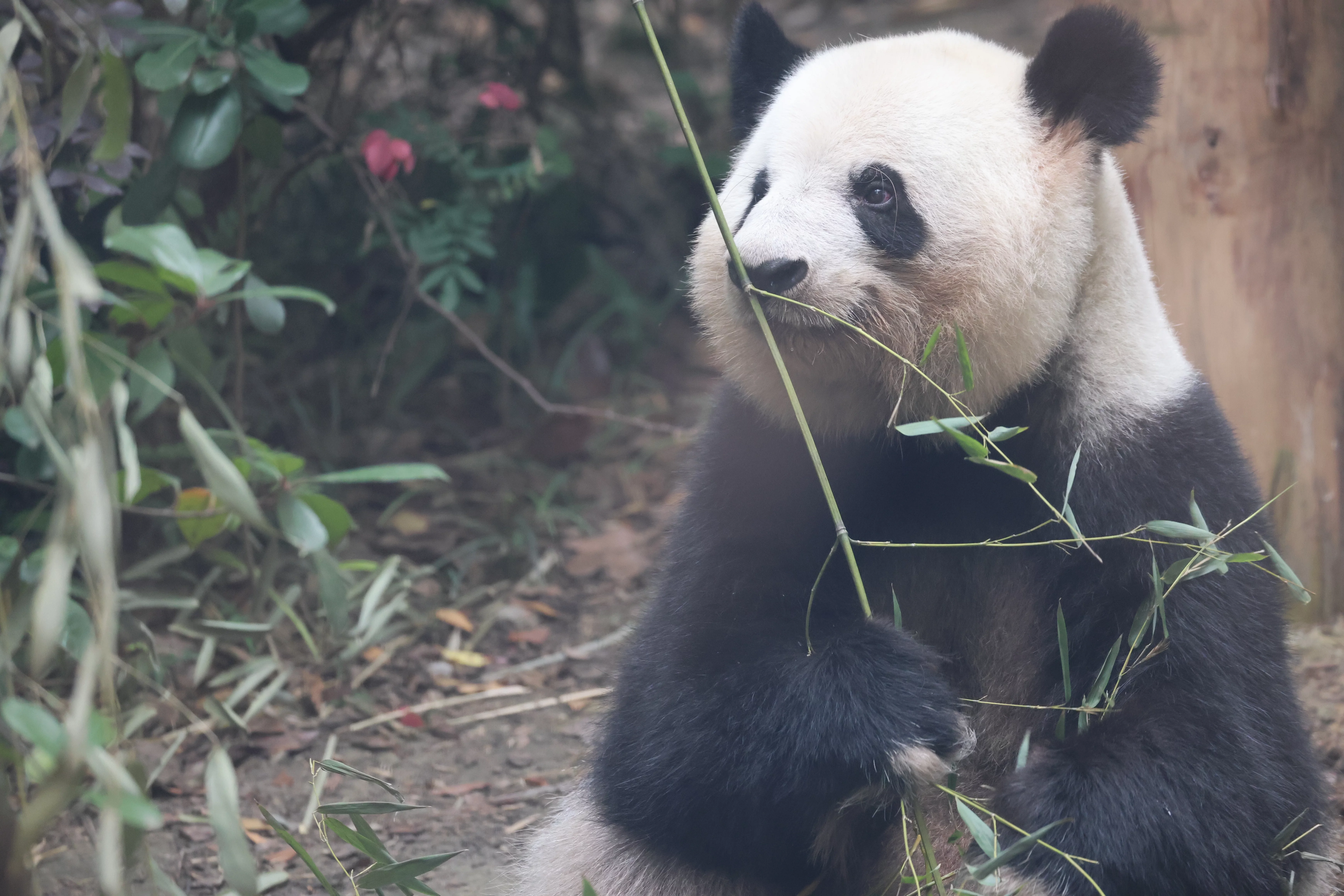 Chengdu Research Base of Giant Panda Breeding