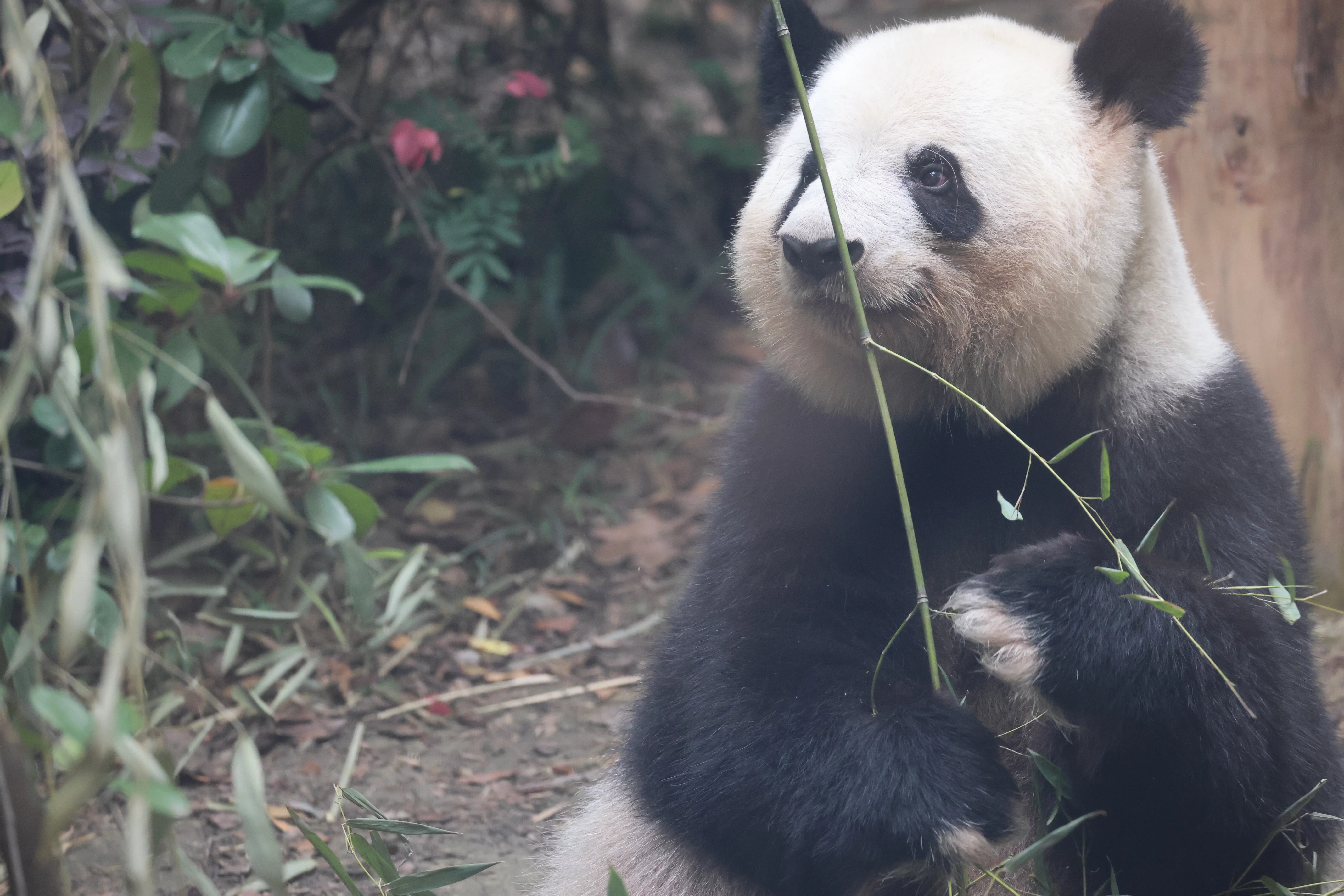 Chengdu Research Base of Giant Panda Breeding