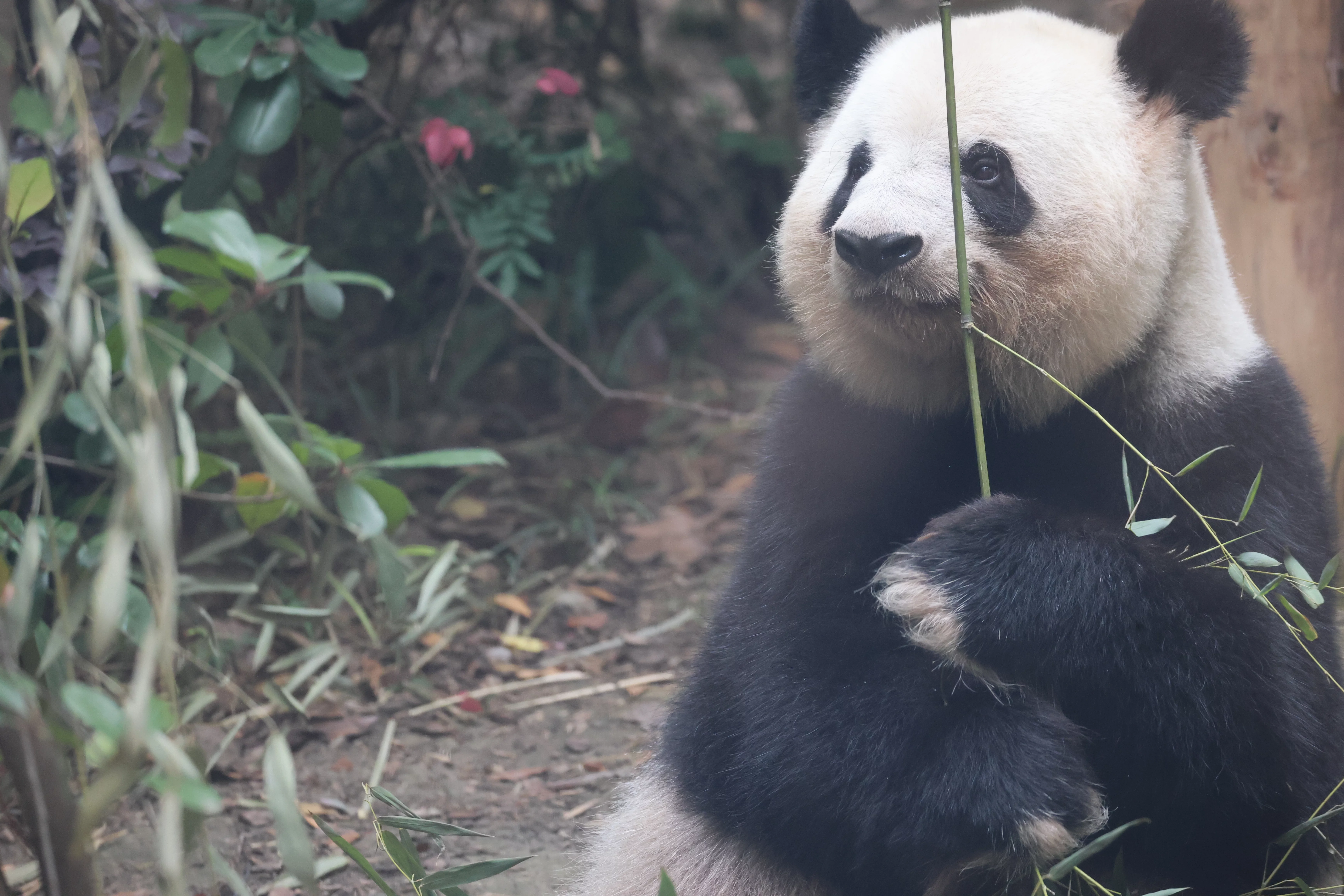 Chengdu Research Base of Giant Panda Breeding