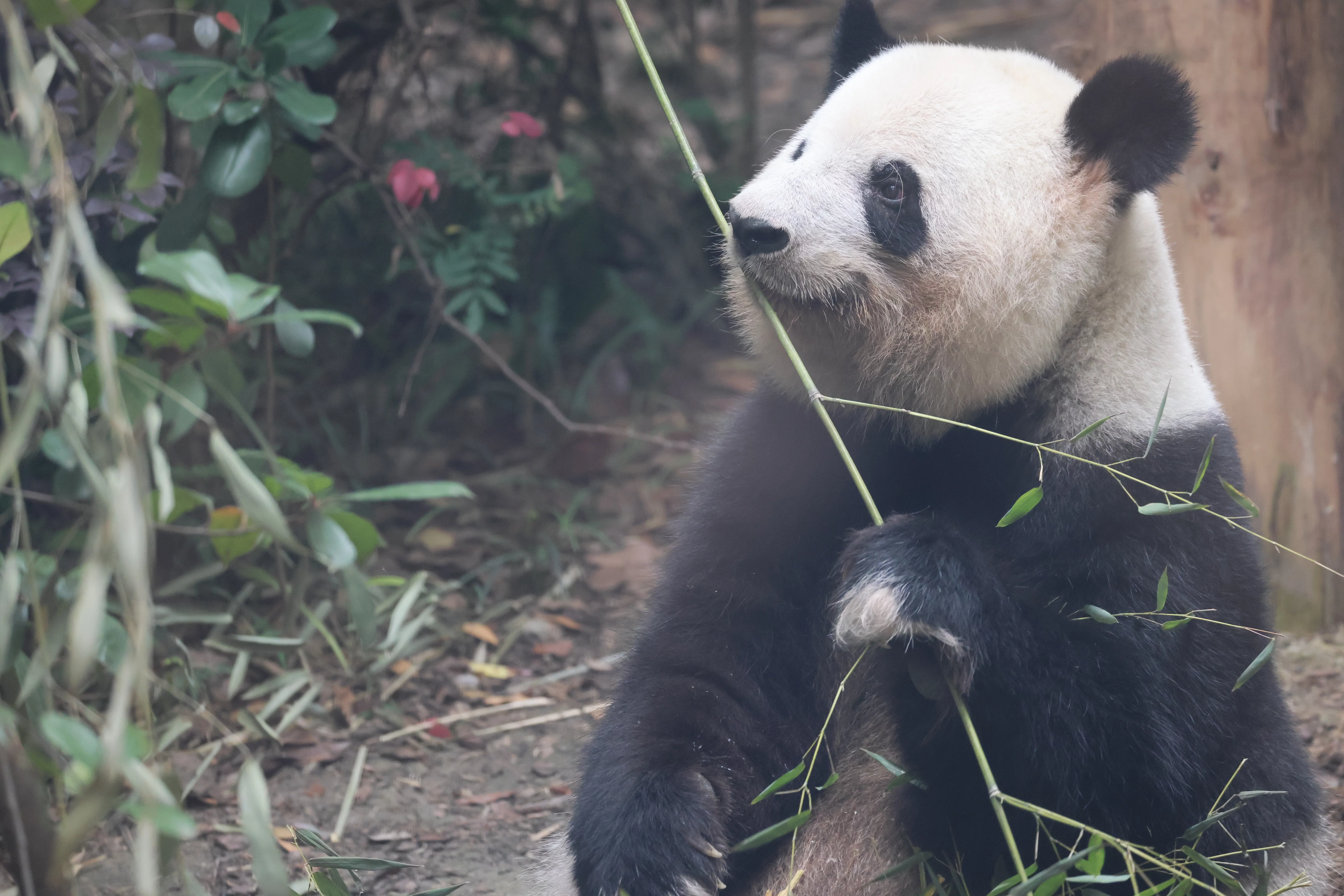 Chengdu Research Base of Giant Panda Breeding