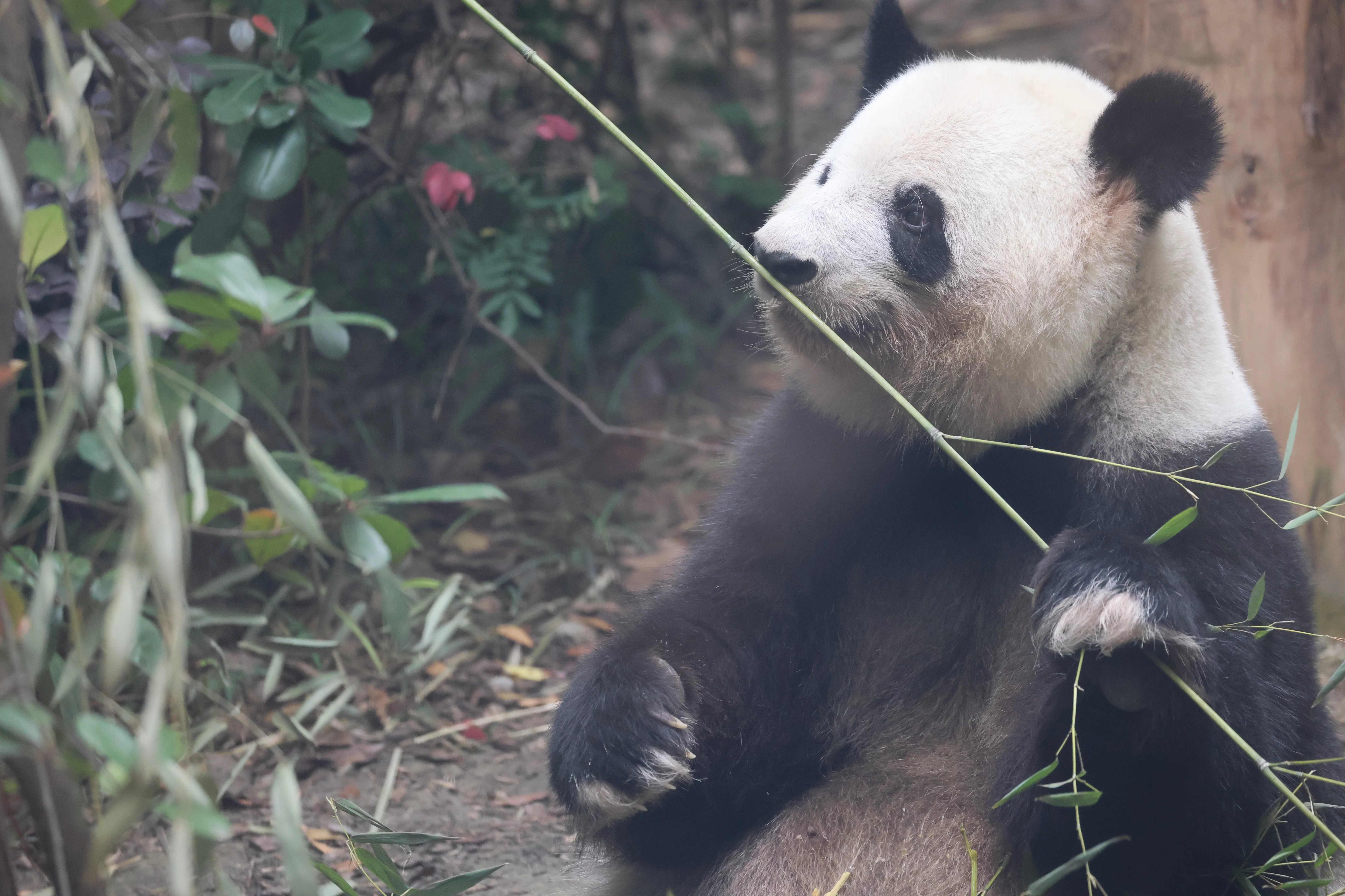 Chengdu Research Base of Giant Panda Breeding