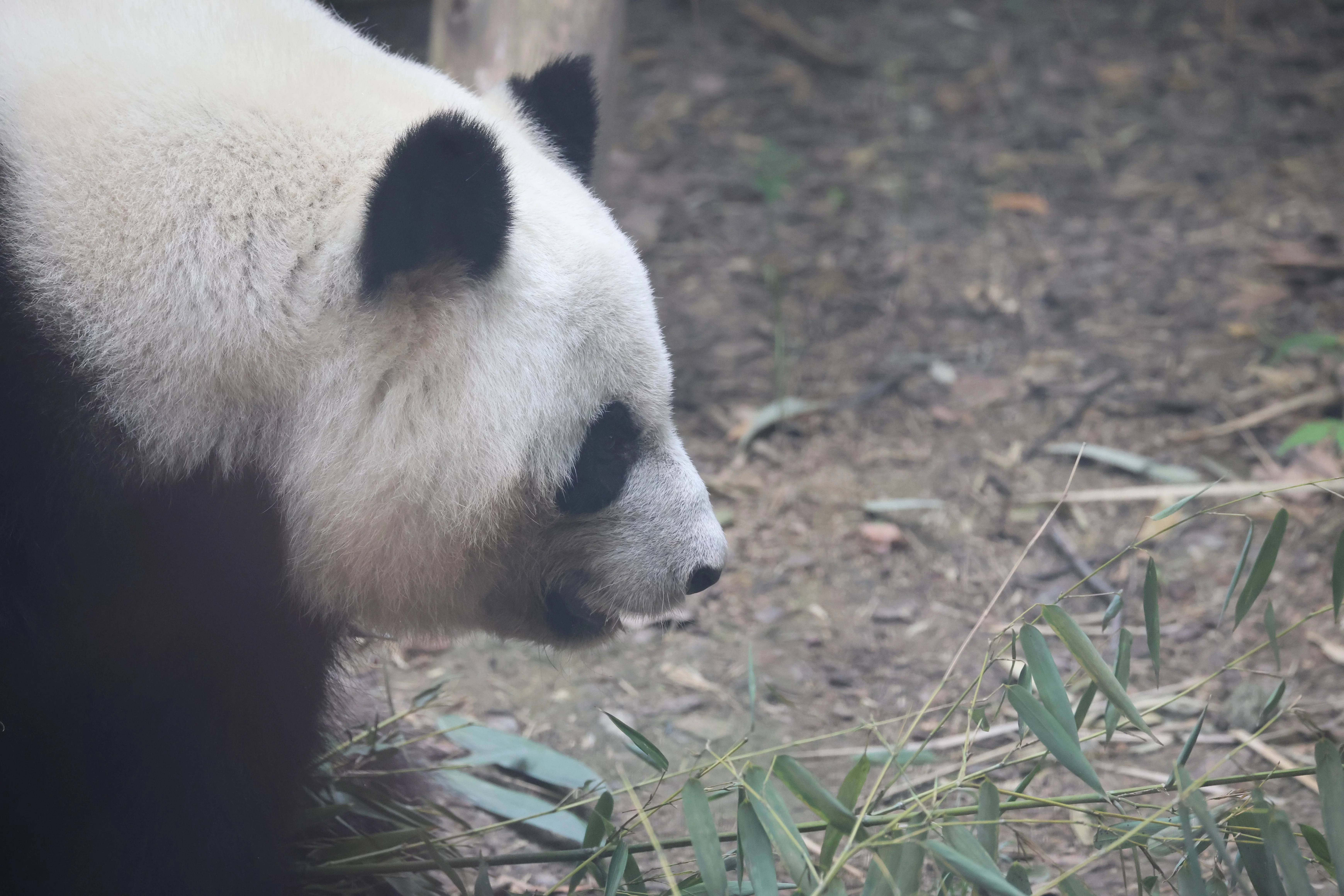 Chengdu Research Base of Giant Panda Breeding