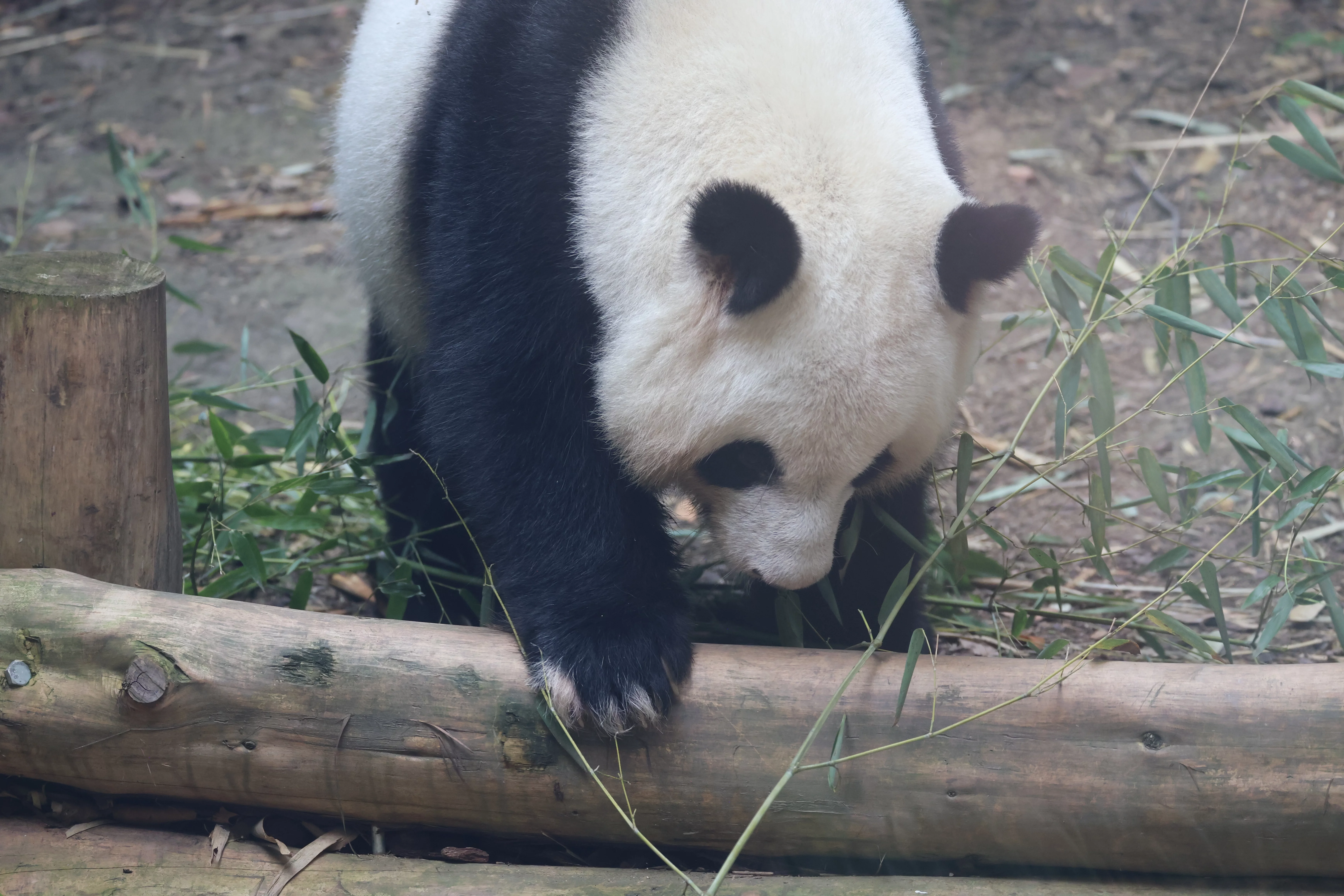 Chengdu Research Base of Giant Panda Breeding