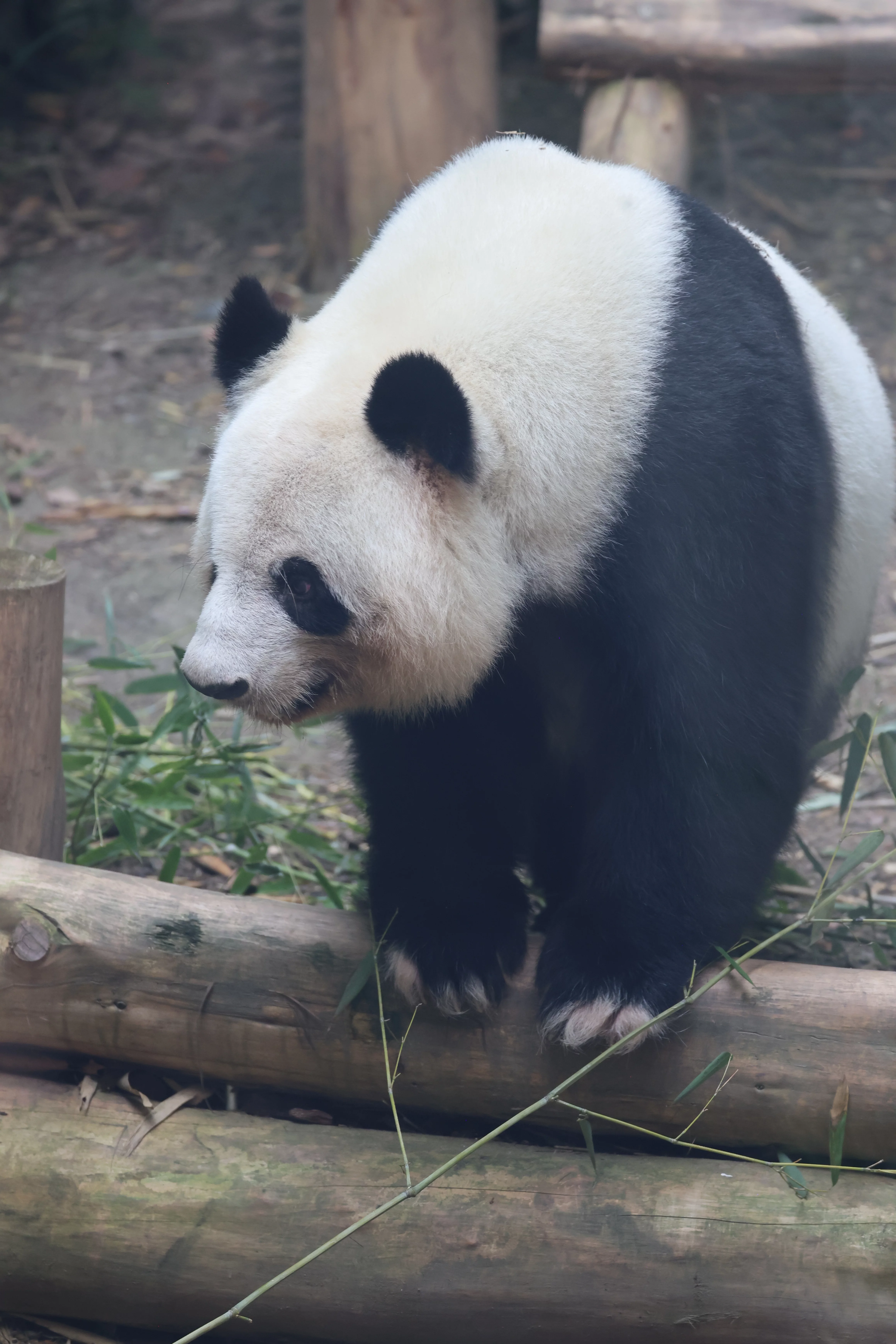 Chengdu Research Base of Giant Panda Breeding