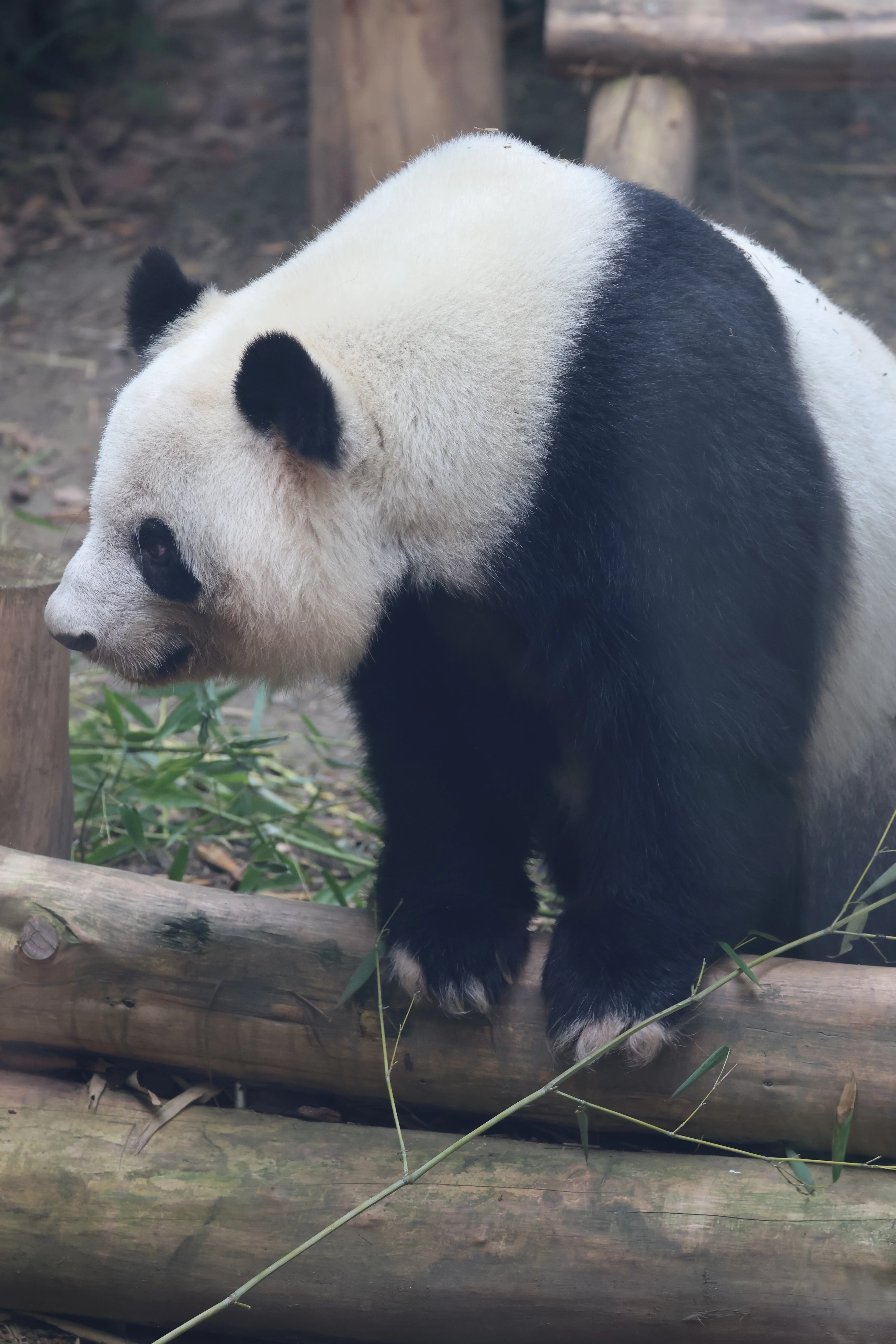 Chengdu Research Base of Giant Panda Breeding