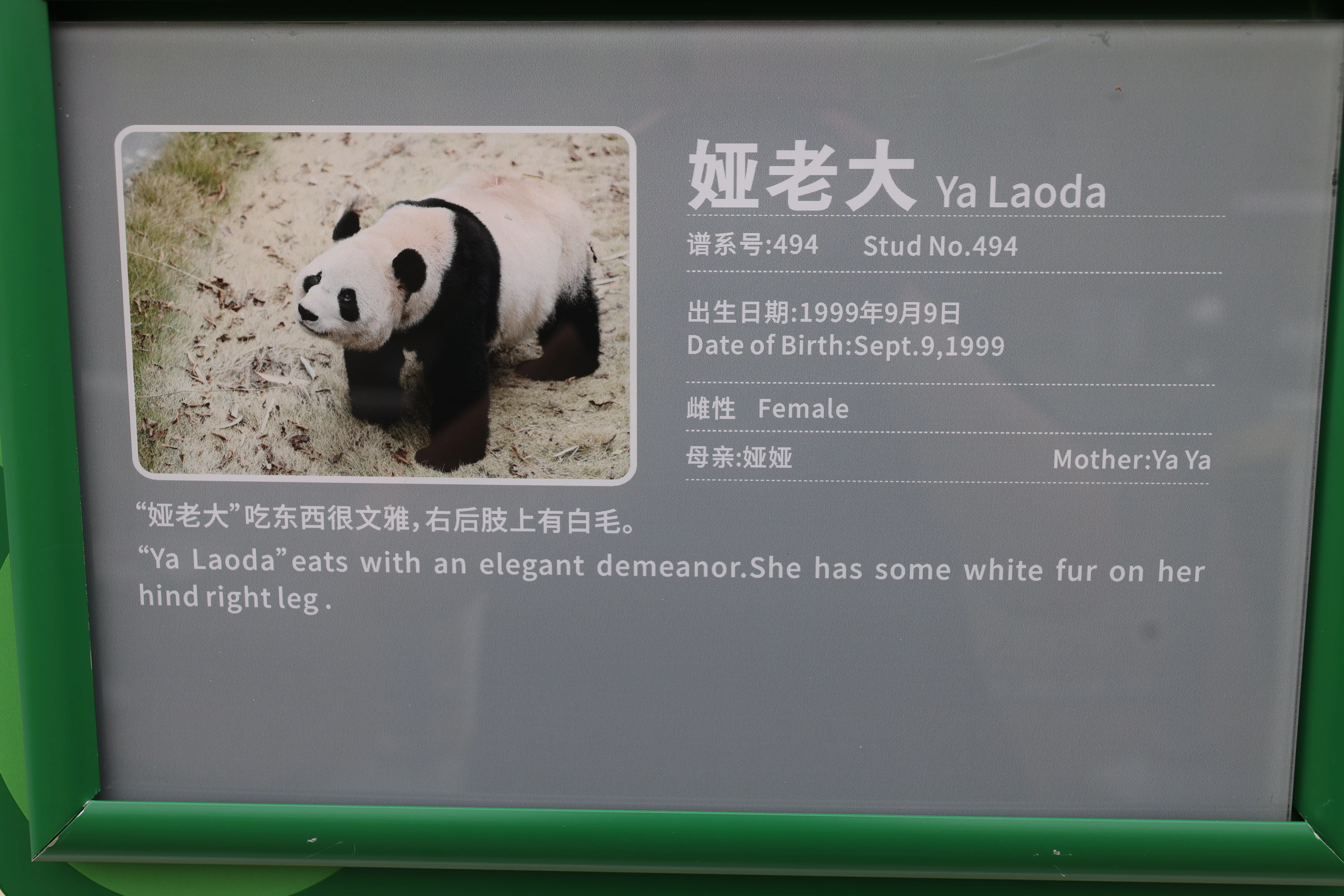 Chengdu Research Base of Giant Panda Breeding