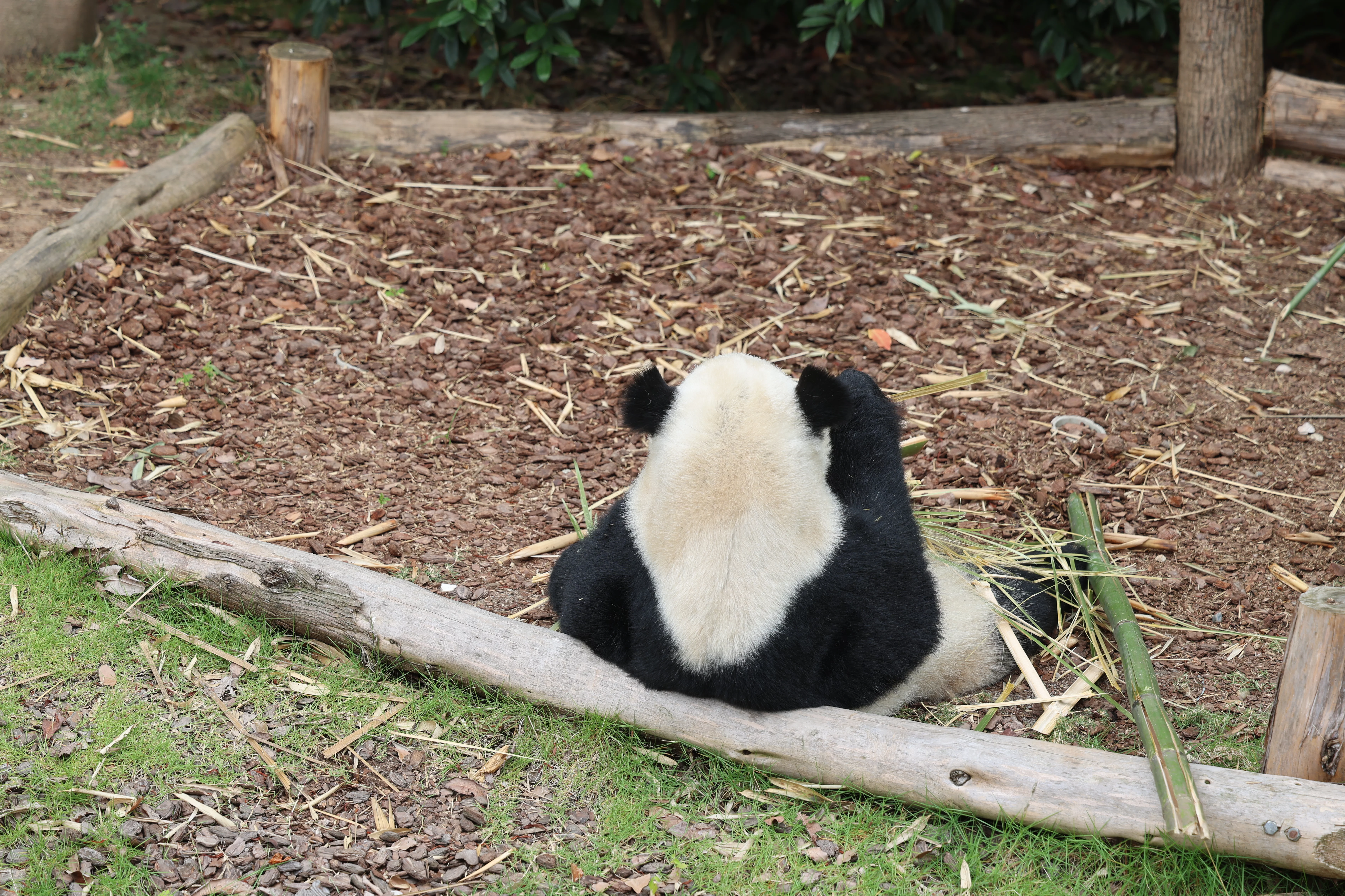 Chengdu Research Base of Giant Panda Breeding