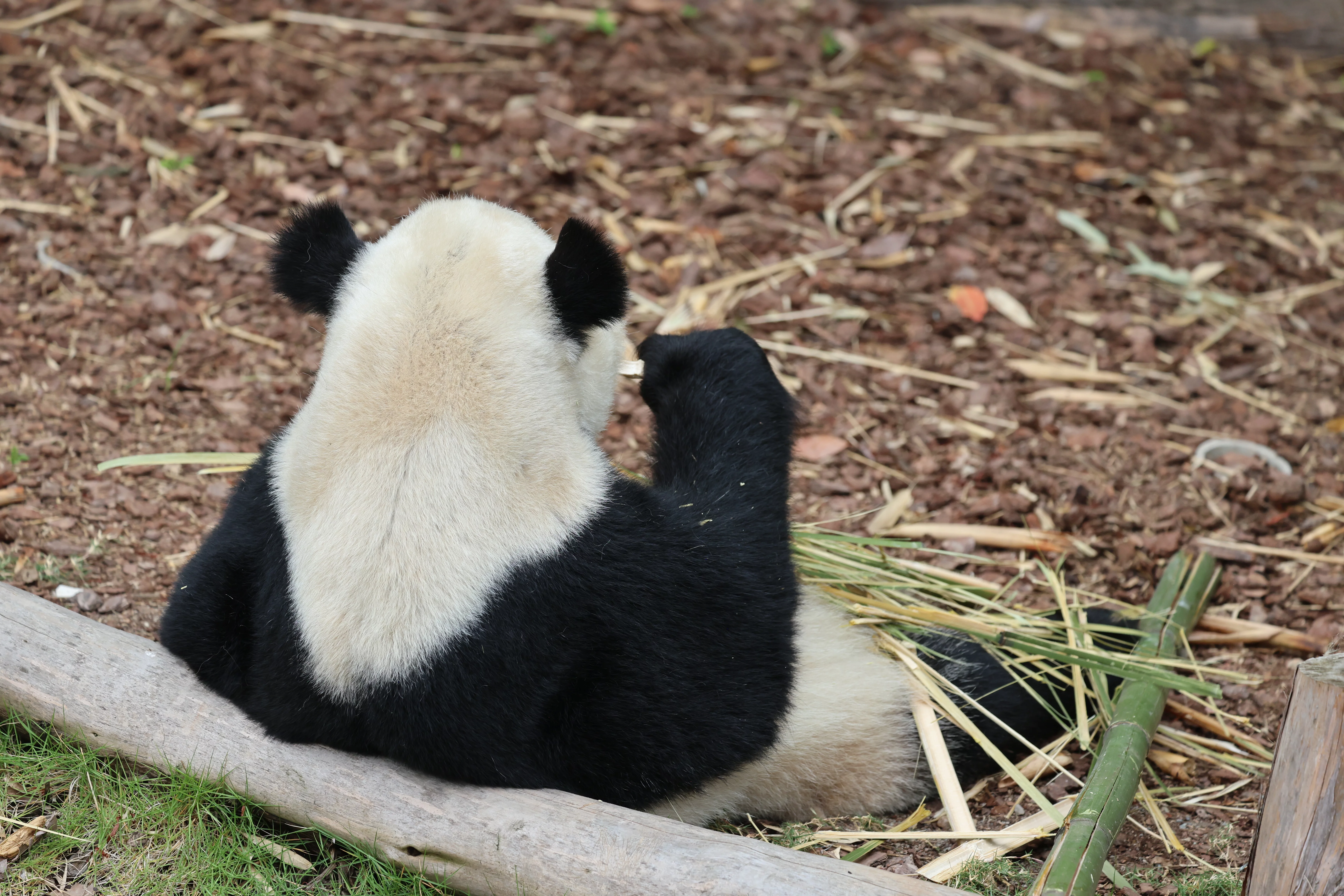 Chengdu Research Base of Giant Panda Breeding