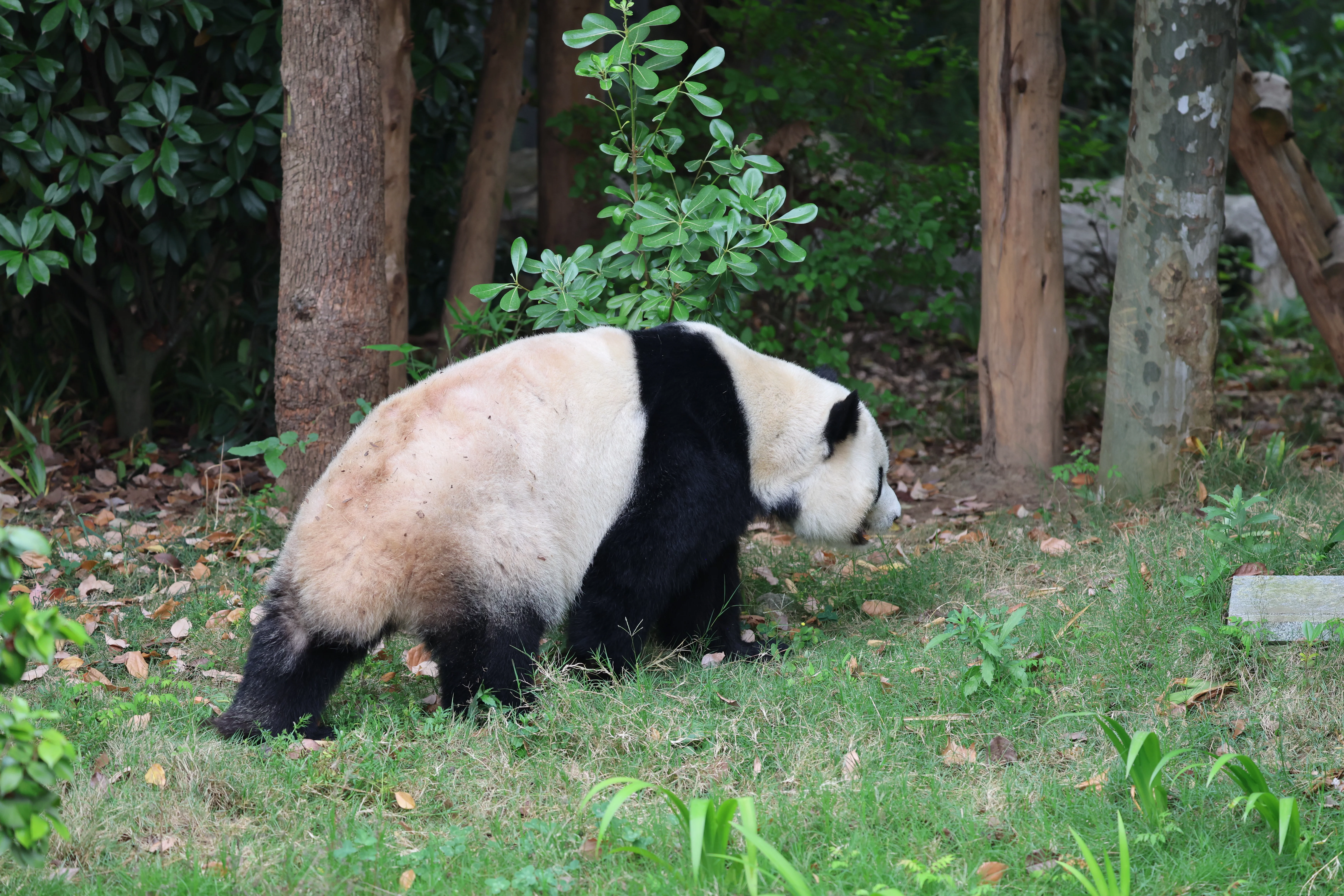 Chengdu Research Base of Giant Panda Breeding