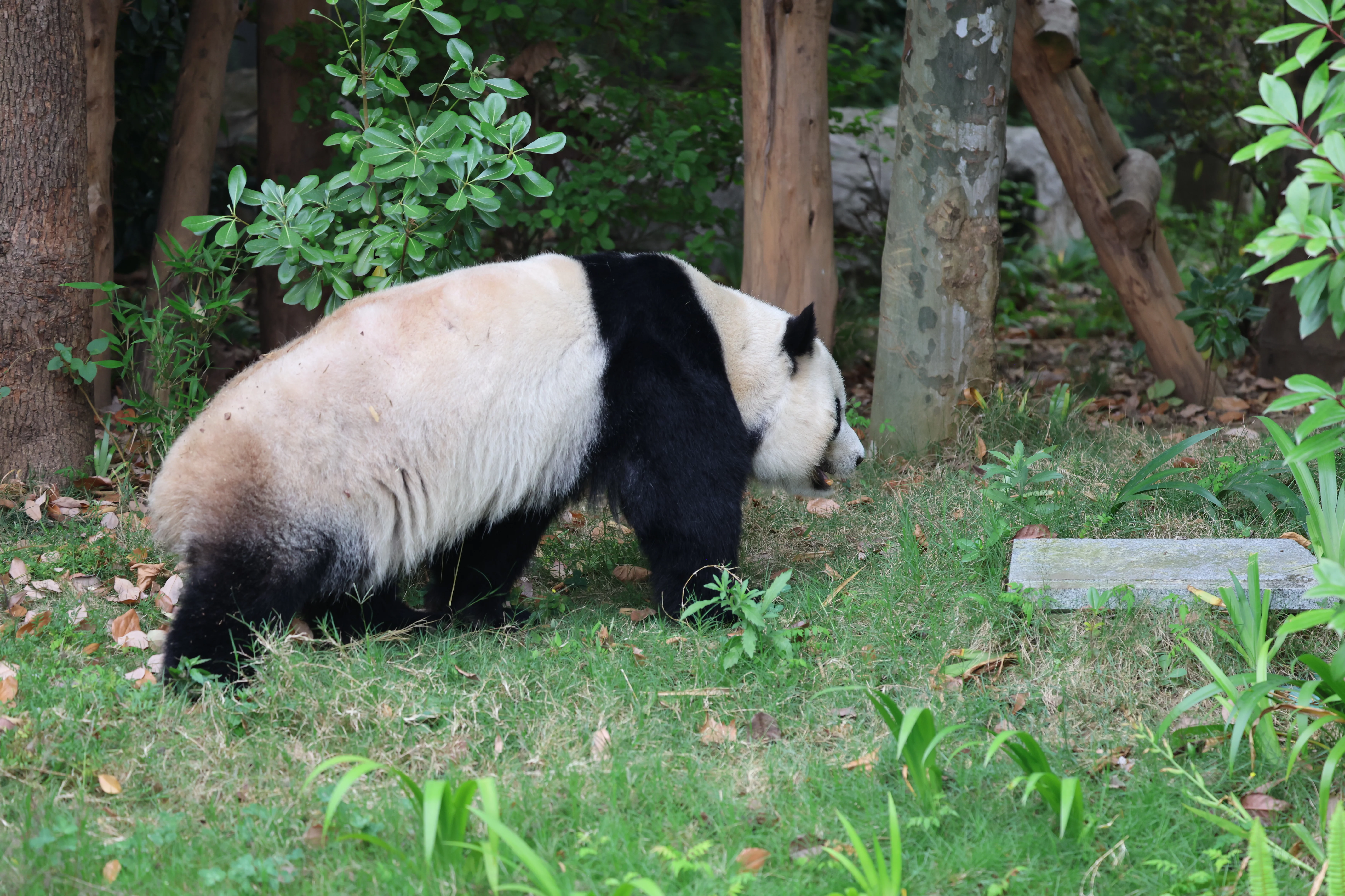 Chengdu Research Base of Giant Panda Breeding