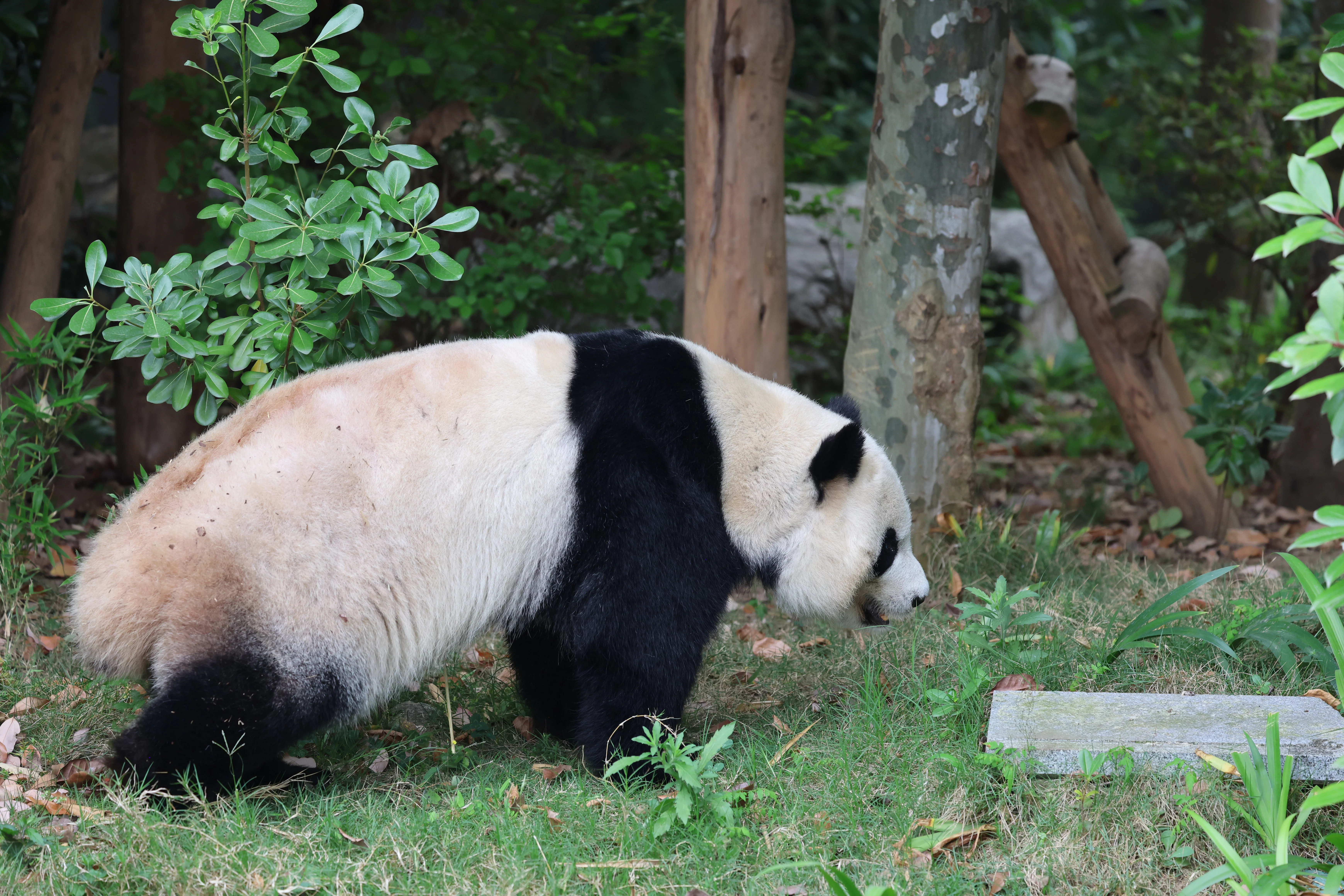 Chengdu Research Base of Giant Panda Breeding