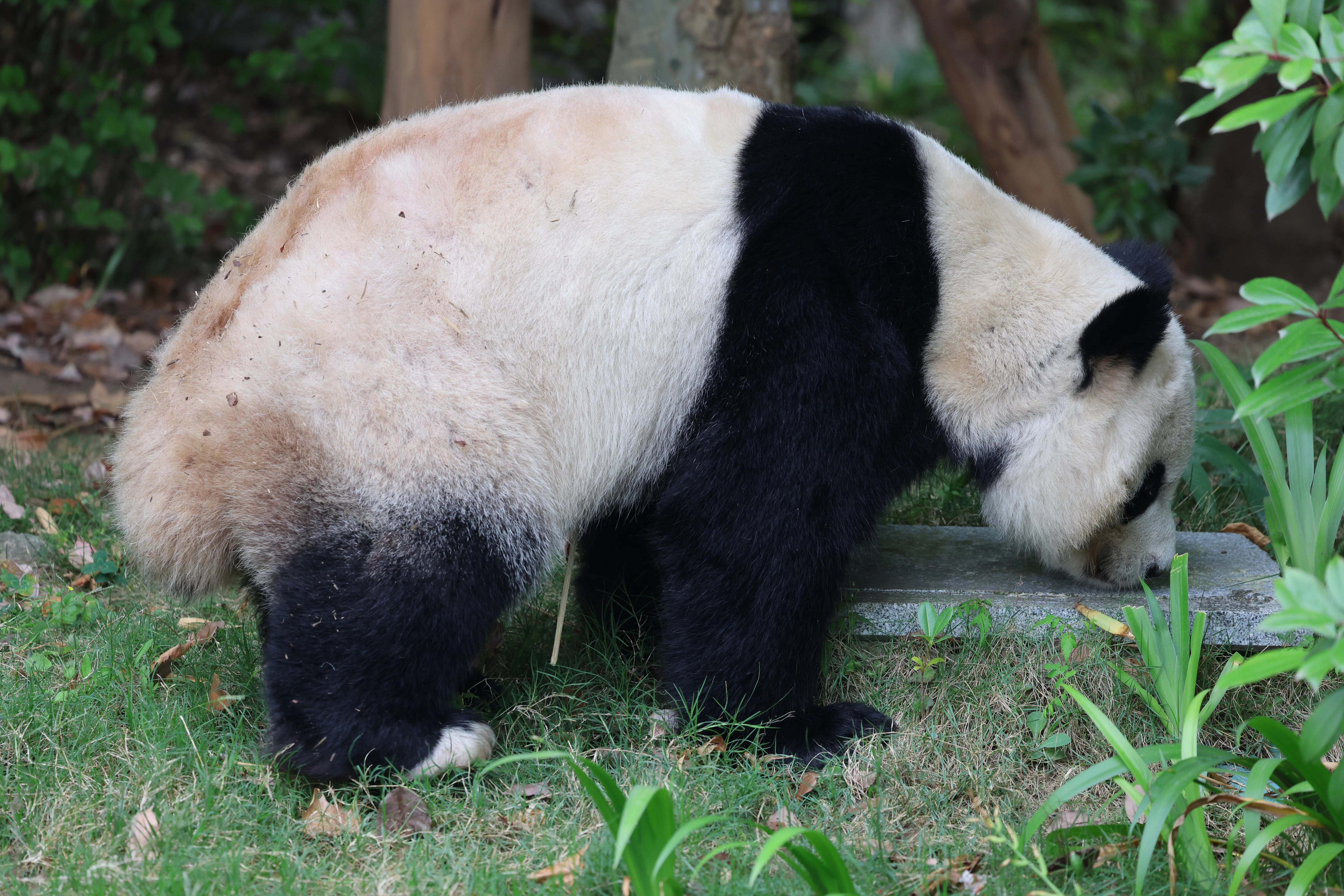 Chengdu Research Base of Giant Panda Breeding