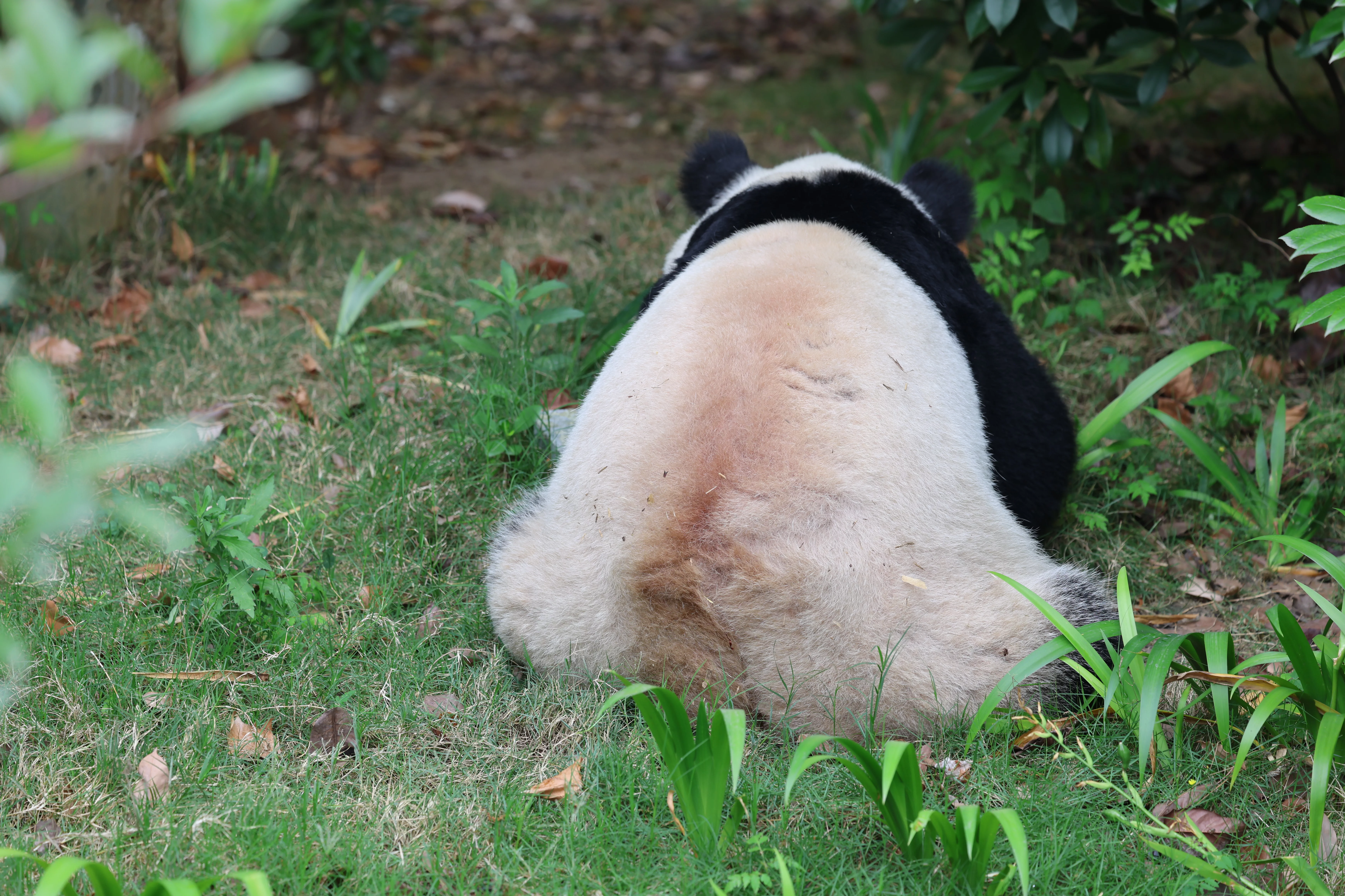 Chengdu Research Base of Giant Panda Breeding