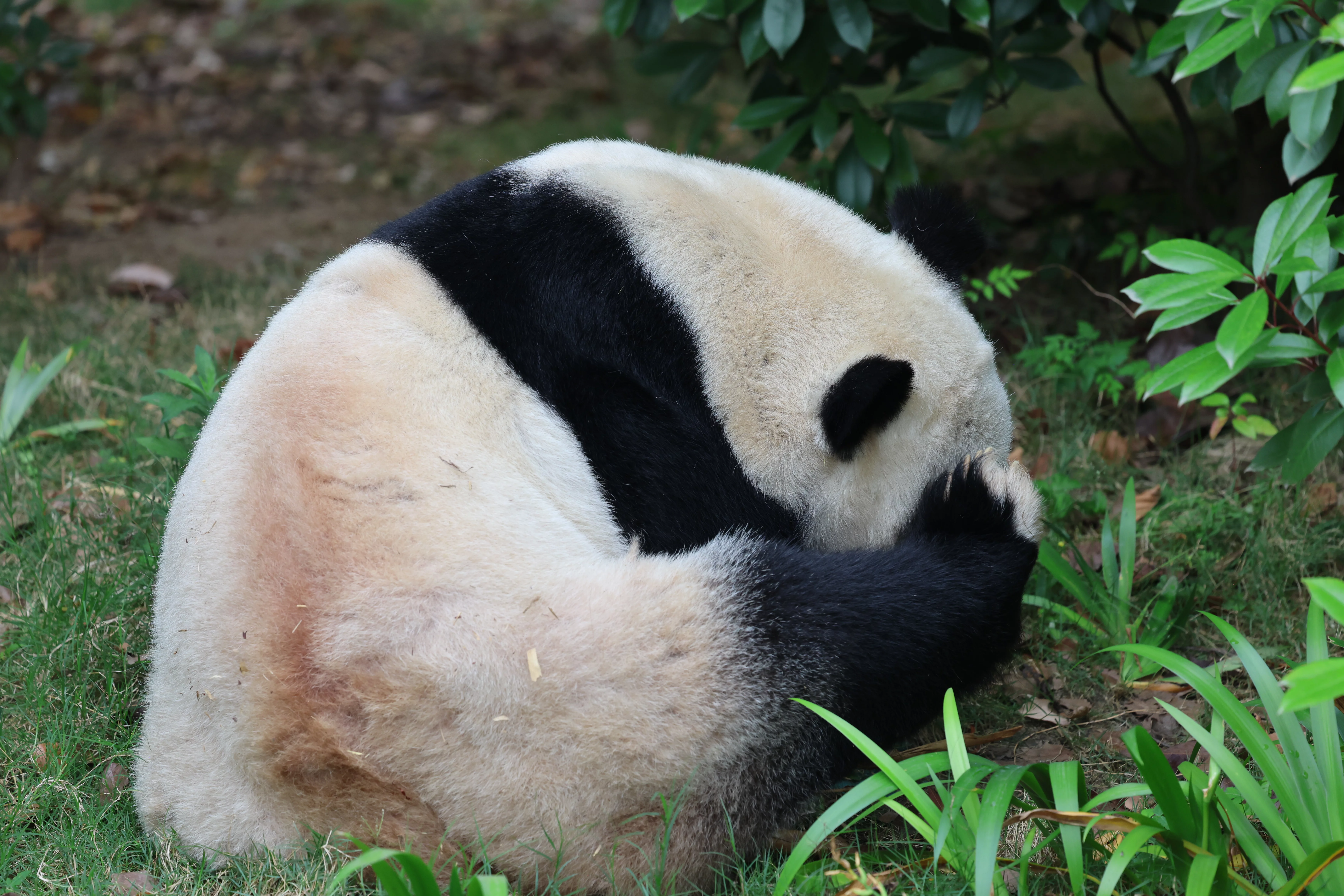 Chengdu Research Base of Giant Panda Breeding