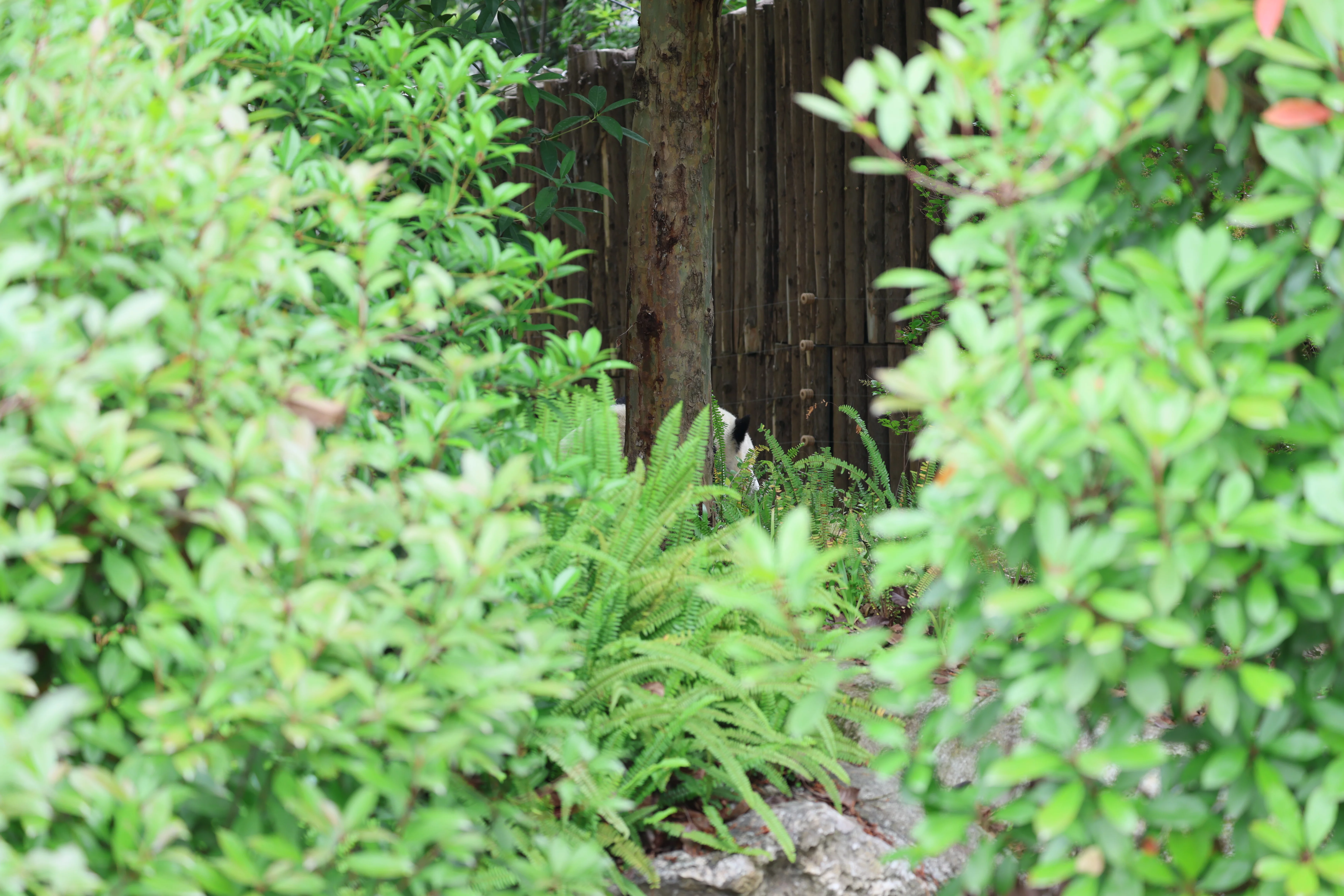 Chengdu Research Base of Giant Panda Breeding