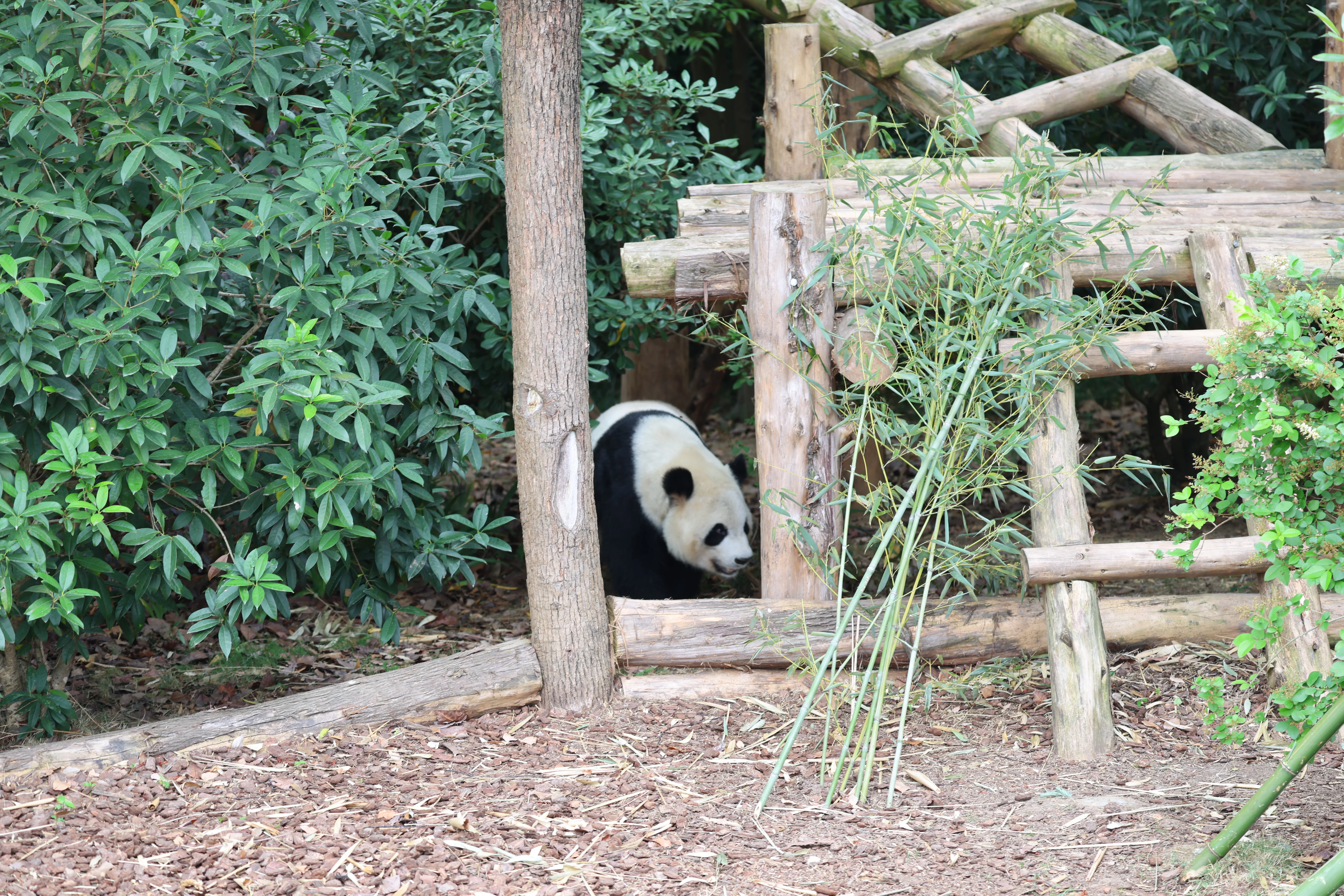 Chengdu Research Base of Giant Panda Breeding