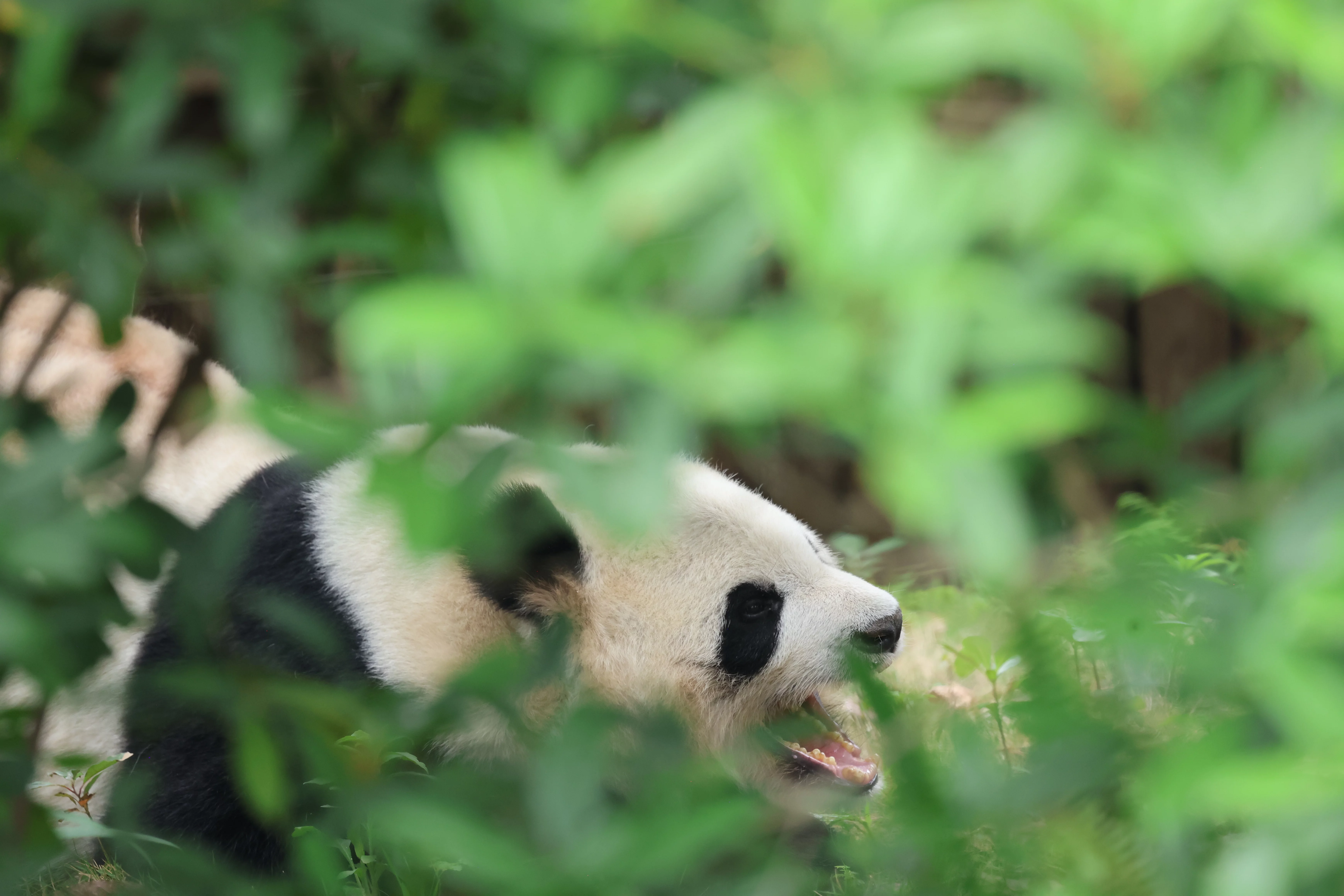 Chengdu Research Base of Giant Panda Breeding