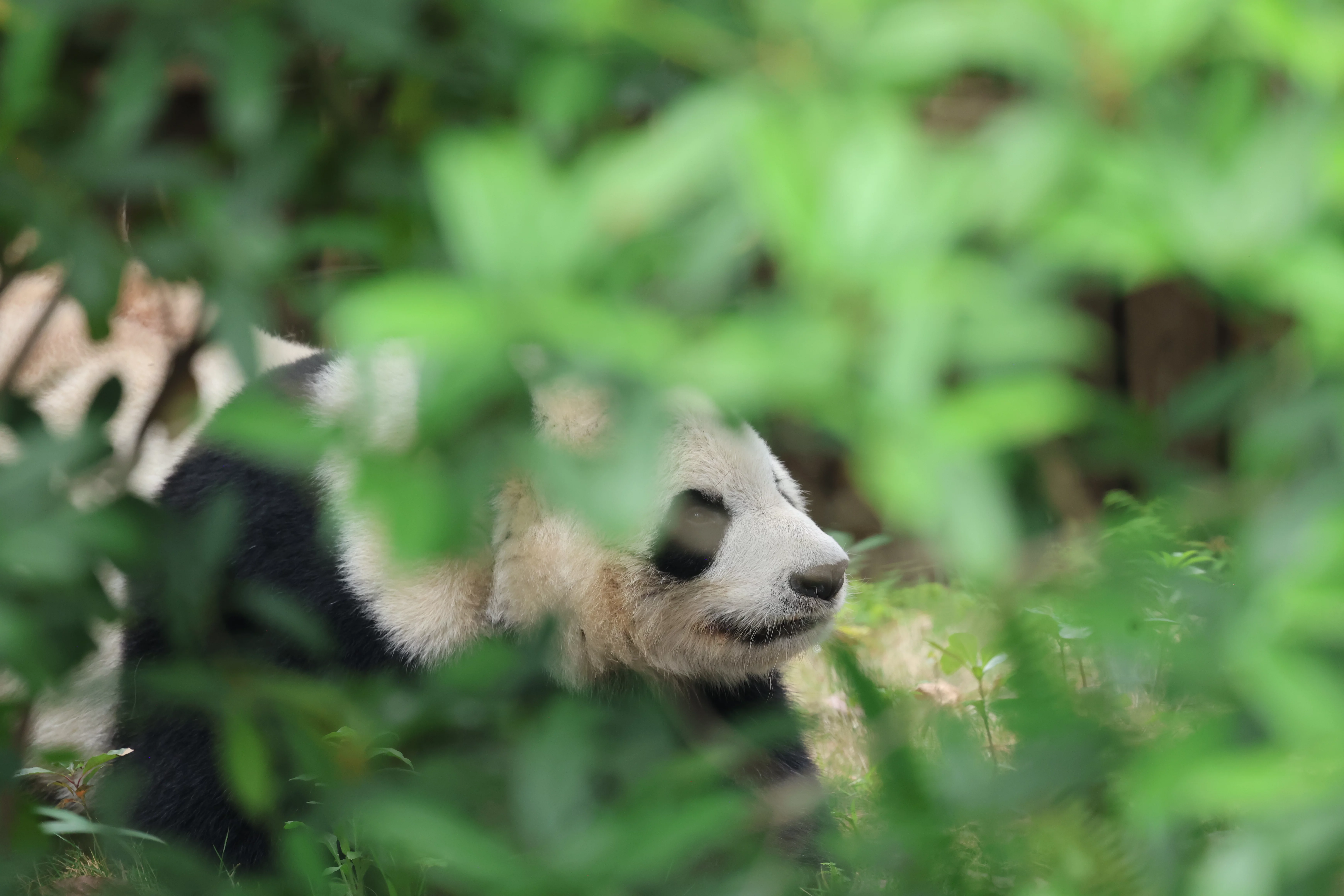 Chengdu Research Base of Giant Panda Breeding