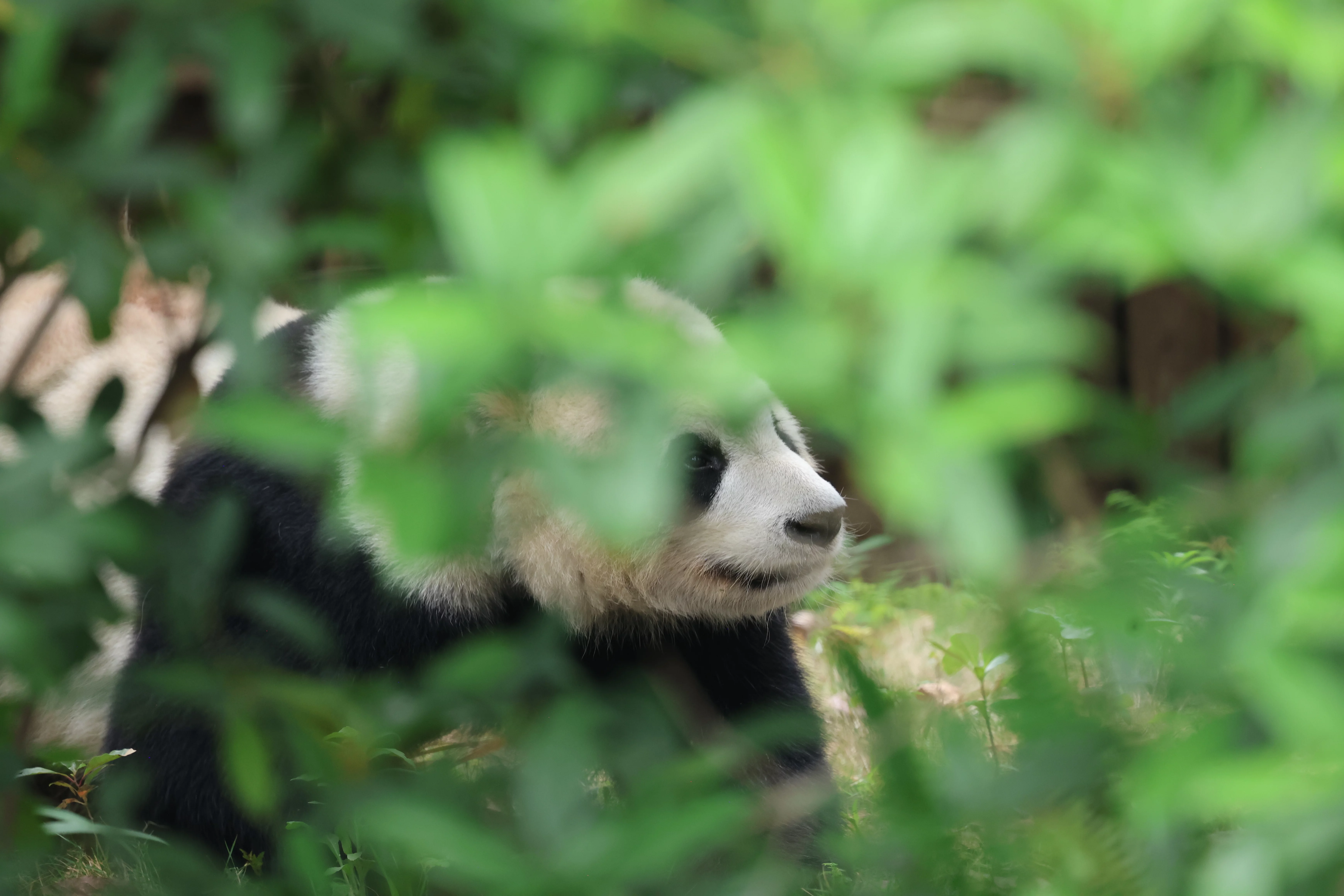 Chengdu Research Base of Giant Panda Breeding