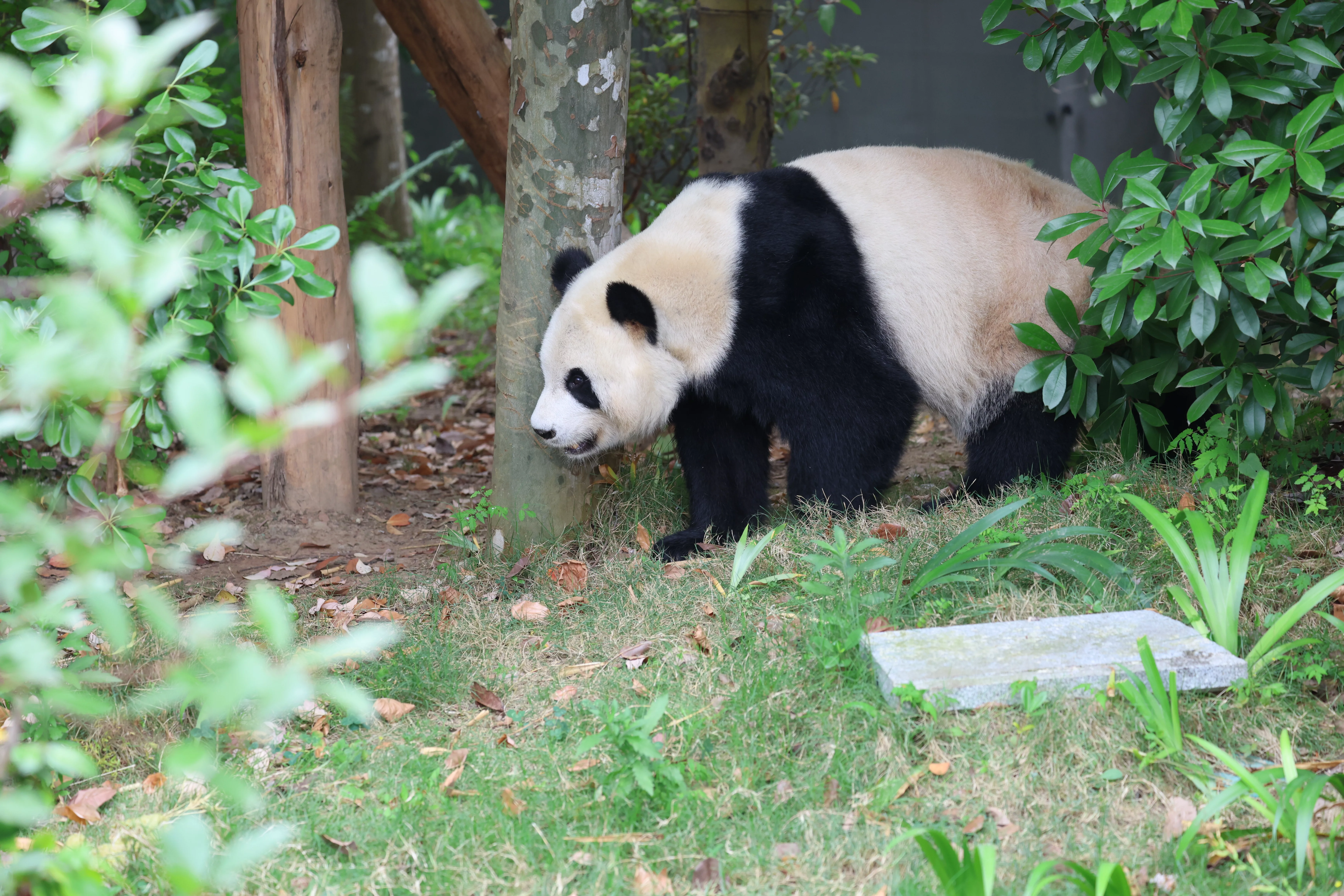 Chengdu Research Base of Giant Panda Breeding