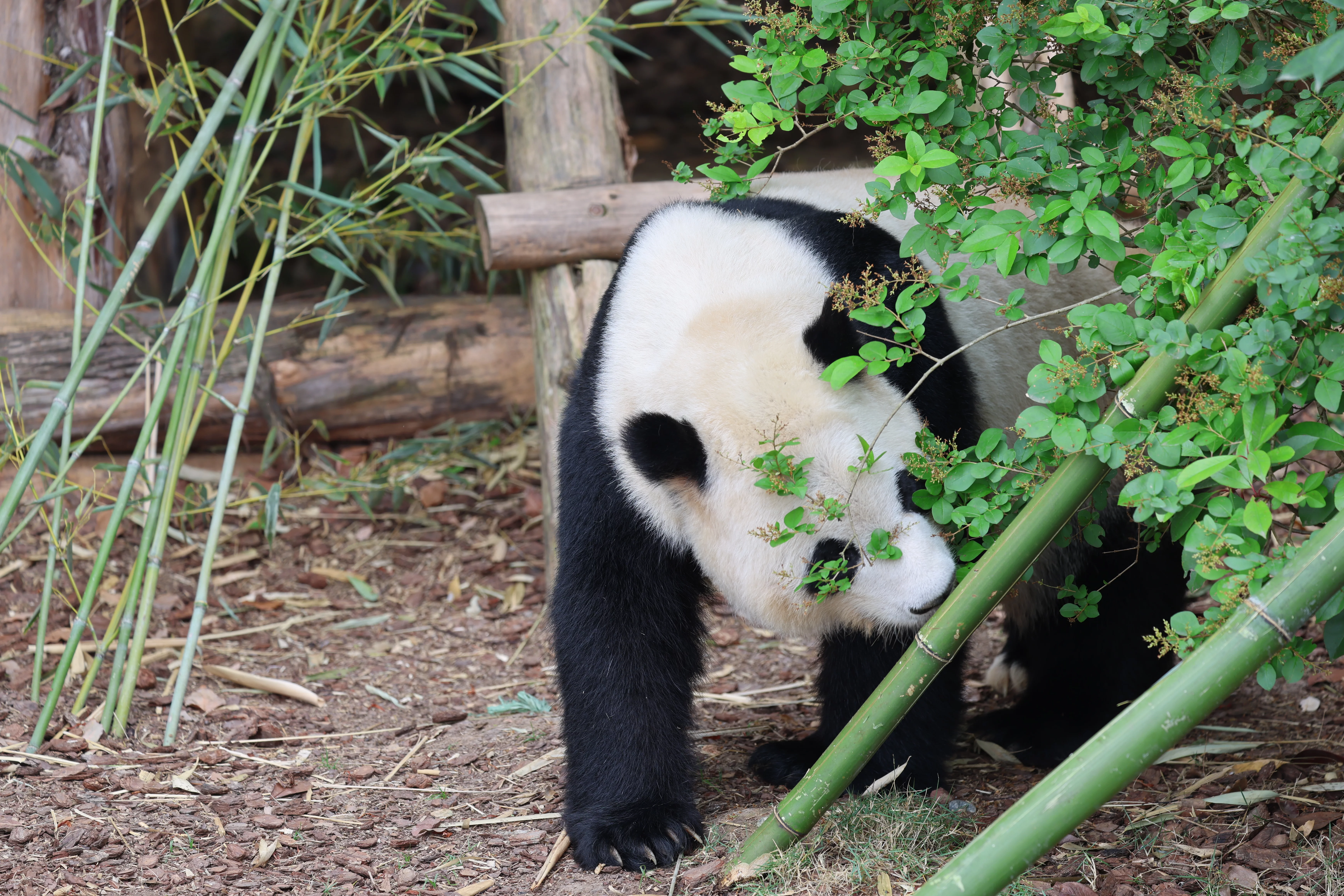 Chengdu Research Base of Giant Panda Breeding