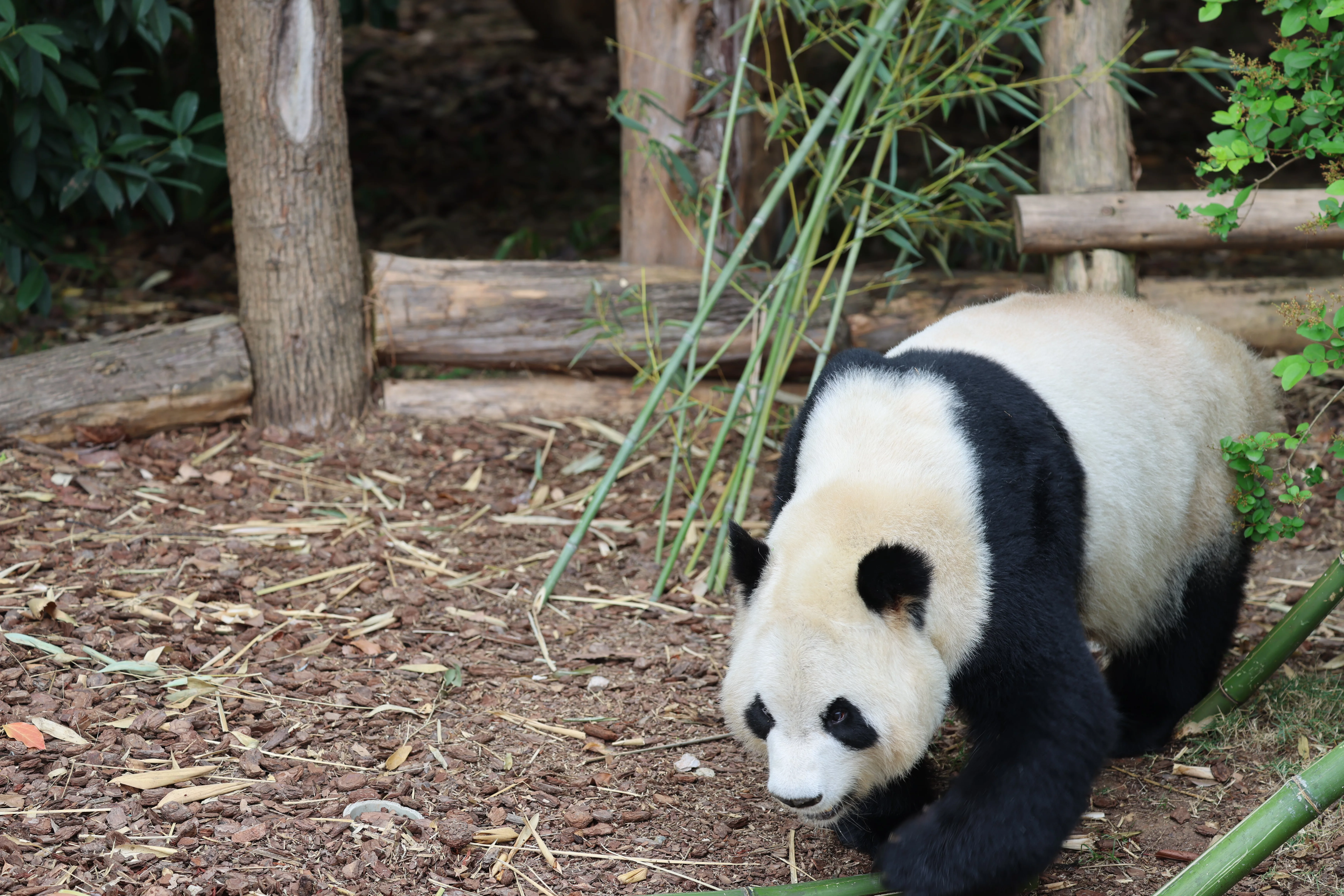 Chengdu Research Base of Giant Panda Breeding