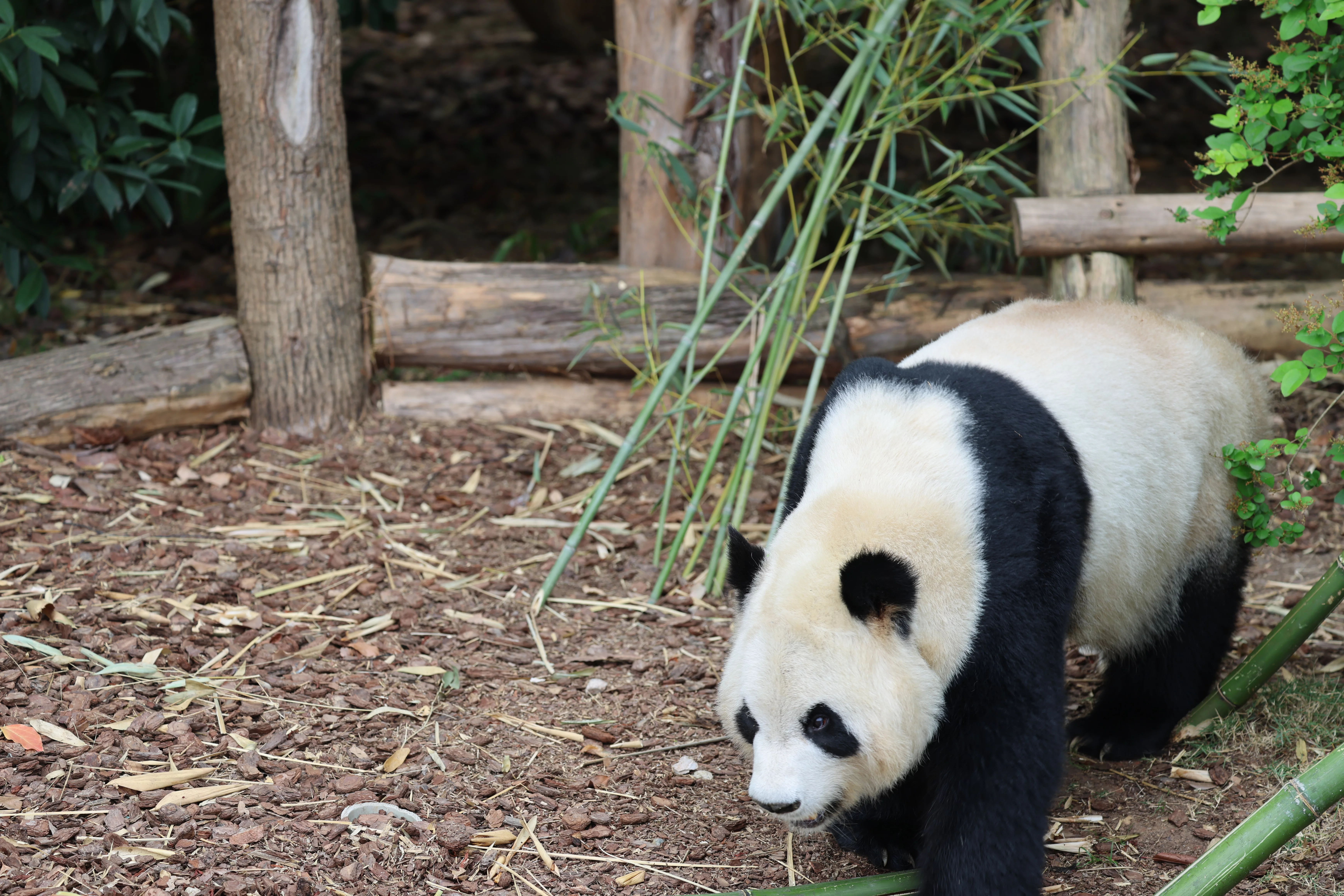 Chengdu Research Base of Giant Panda Breeding