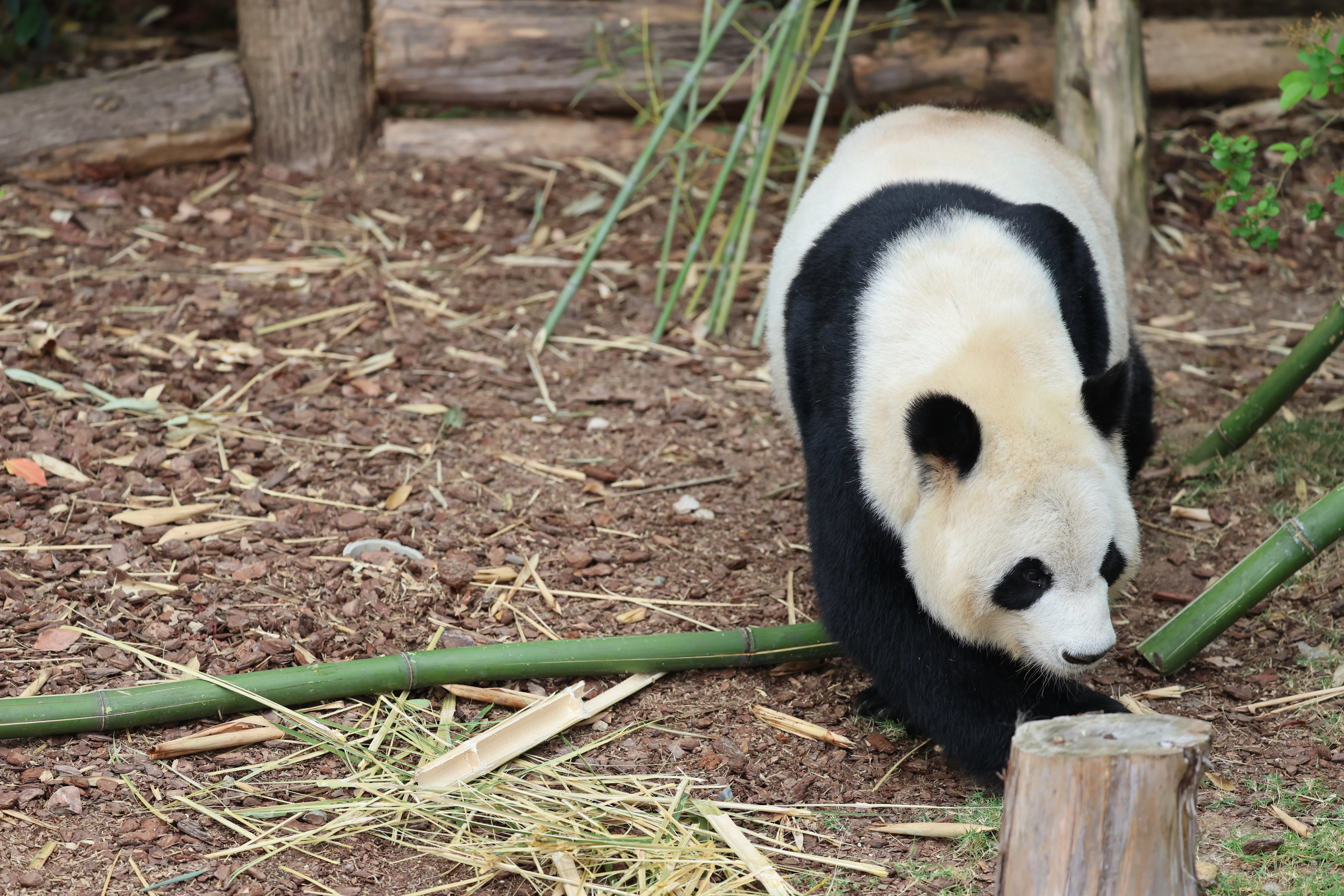 Chengdu Research Base of Giant Panda Breeding