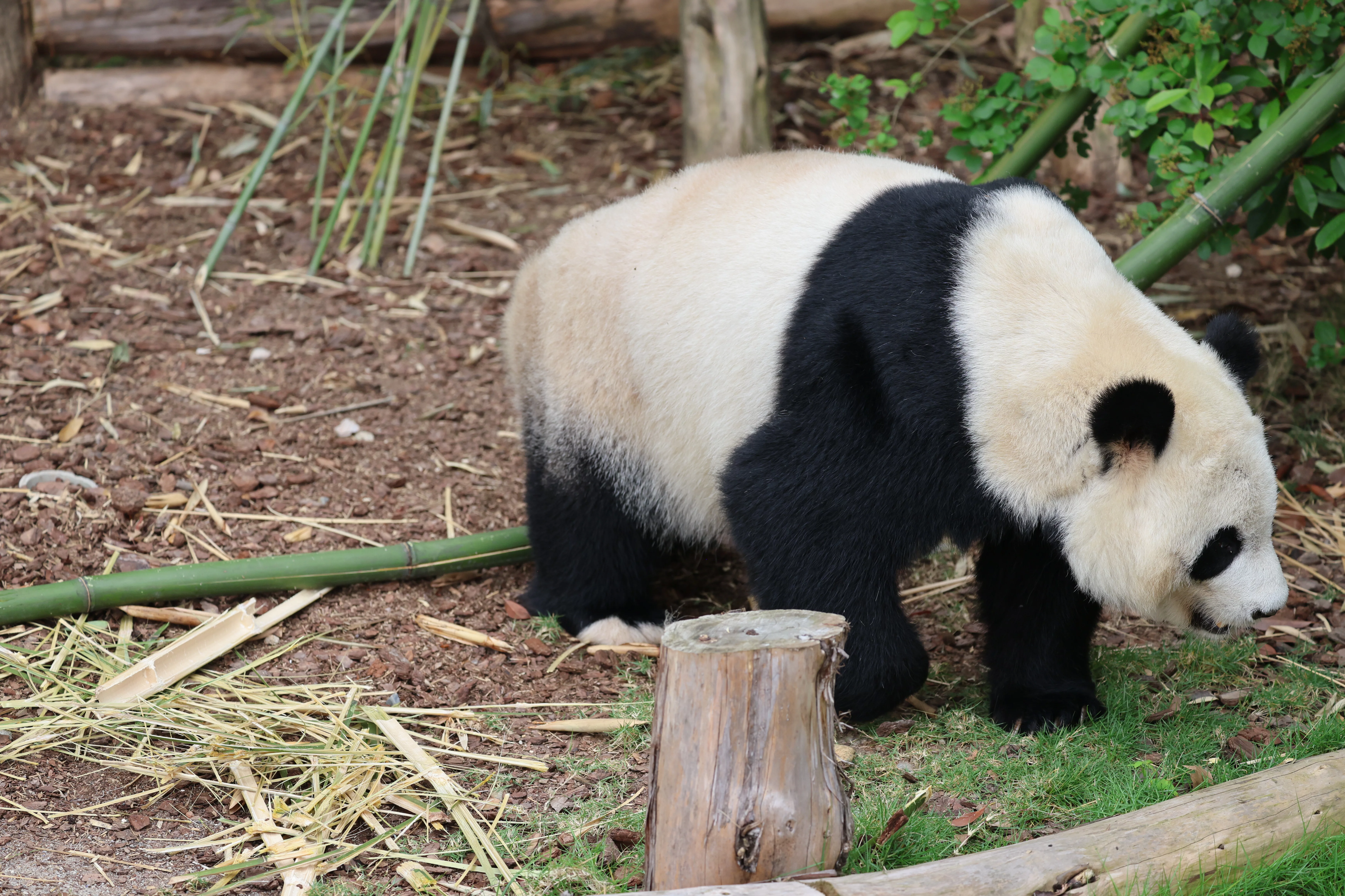 Chengdu Research Base of Giant Panda Breeding