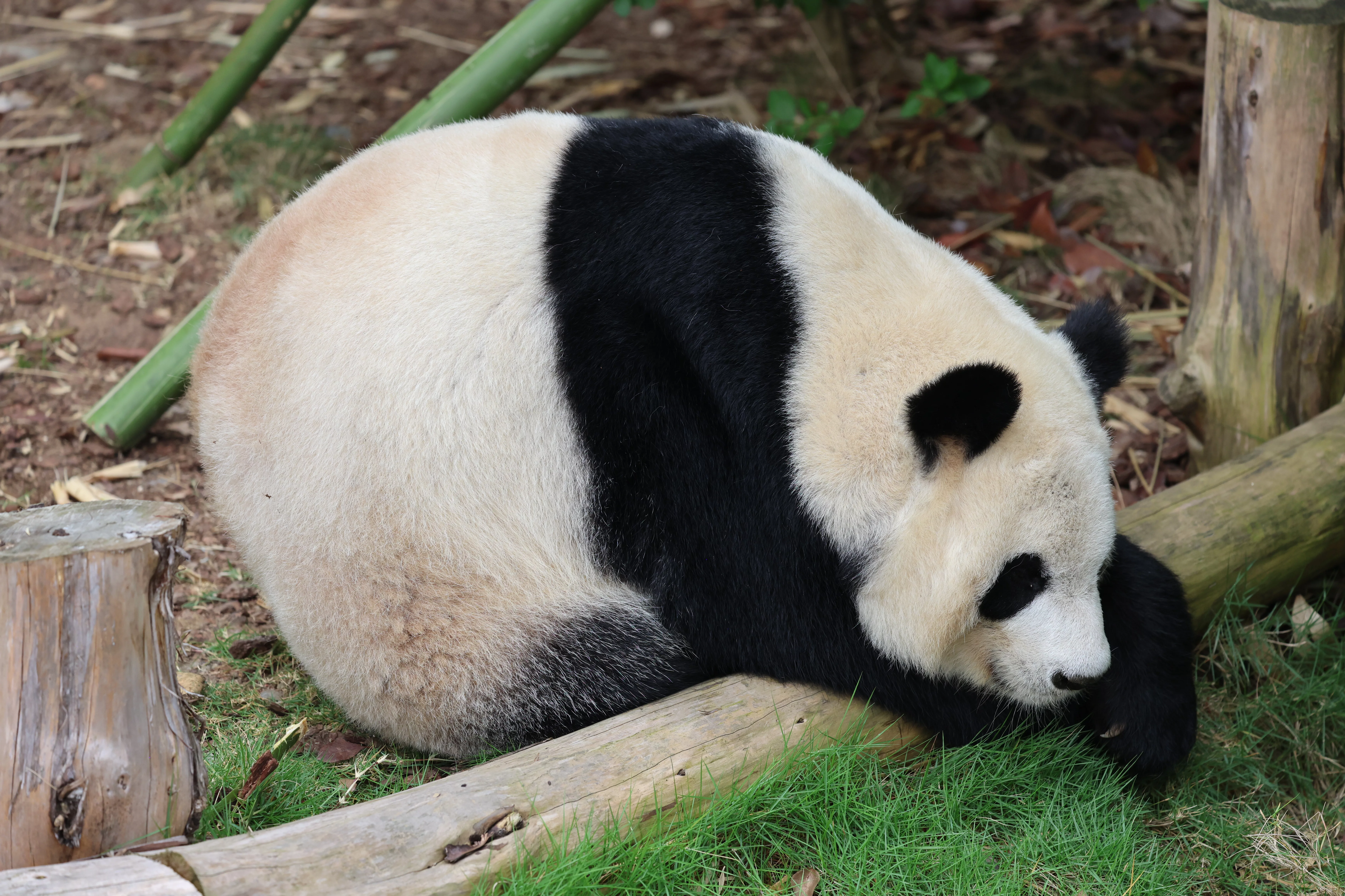 Chengdu Research Base of Giant Panda Breeding