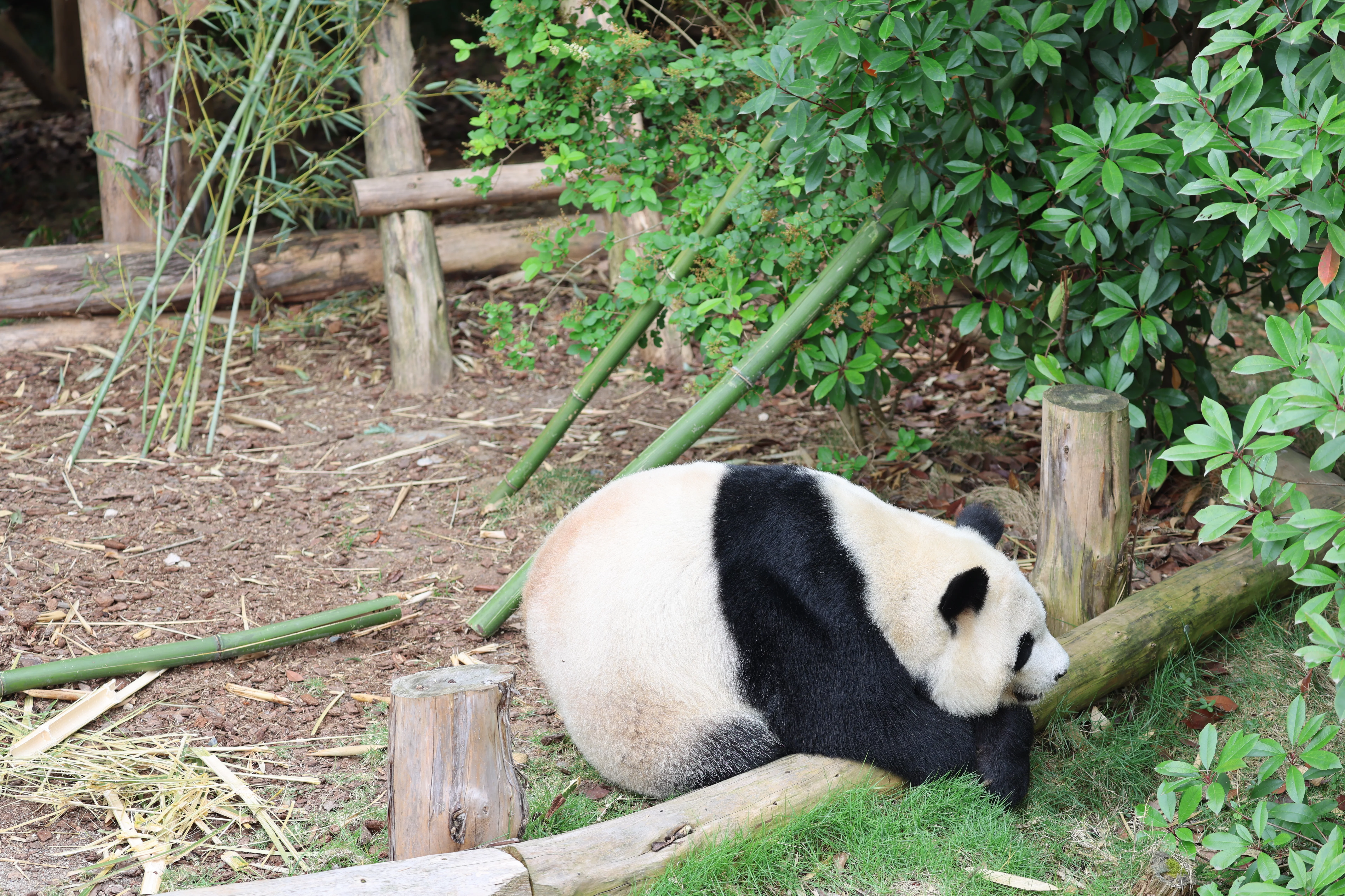 Chengdu Research Base of Giant Panda Breeding