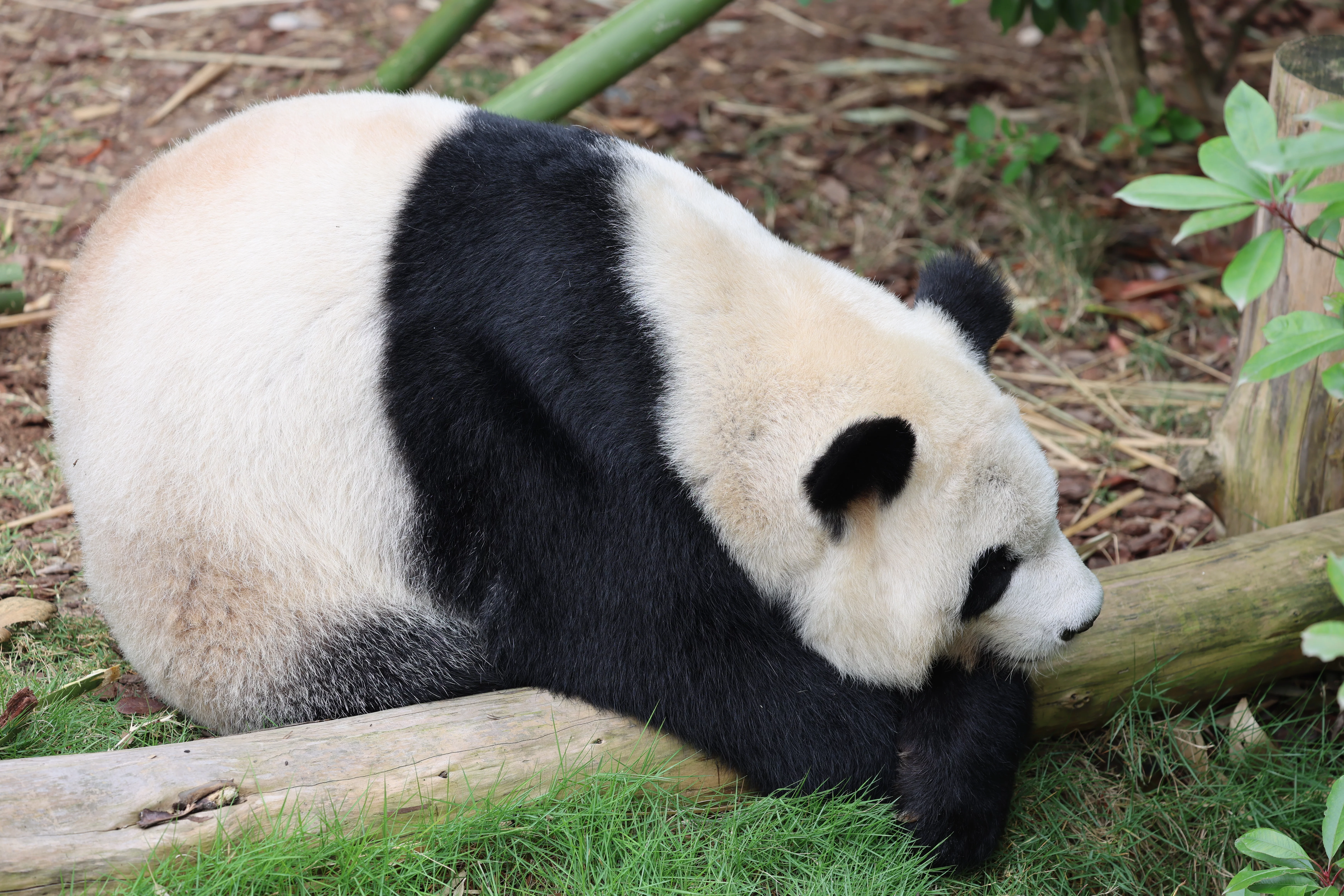 Chengdu Research Base of Giant Panda Breeding
