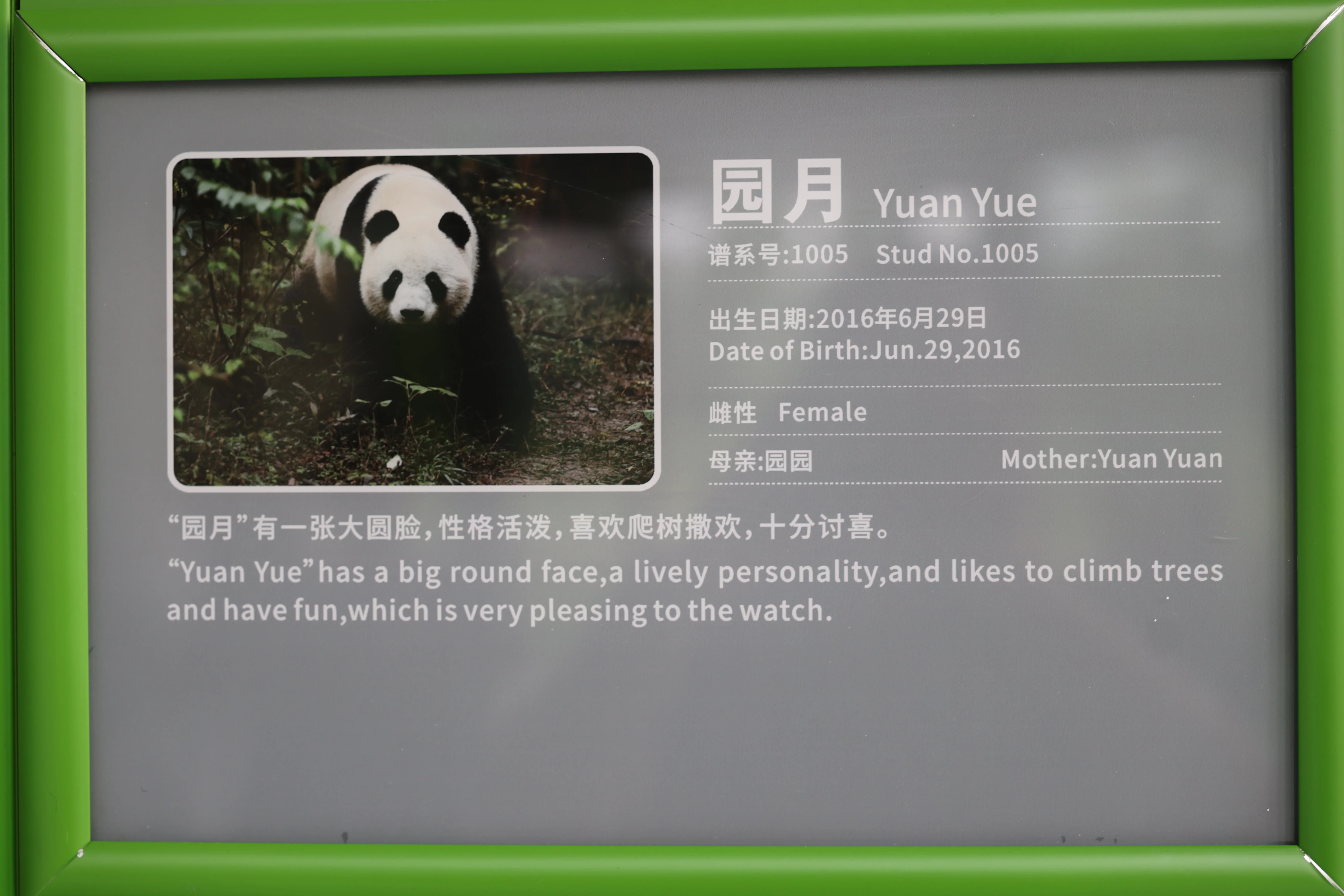 Chengdu Research Base of Giant Panda Breeding