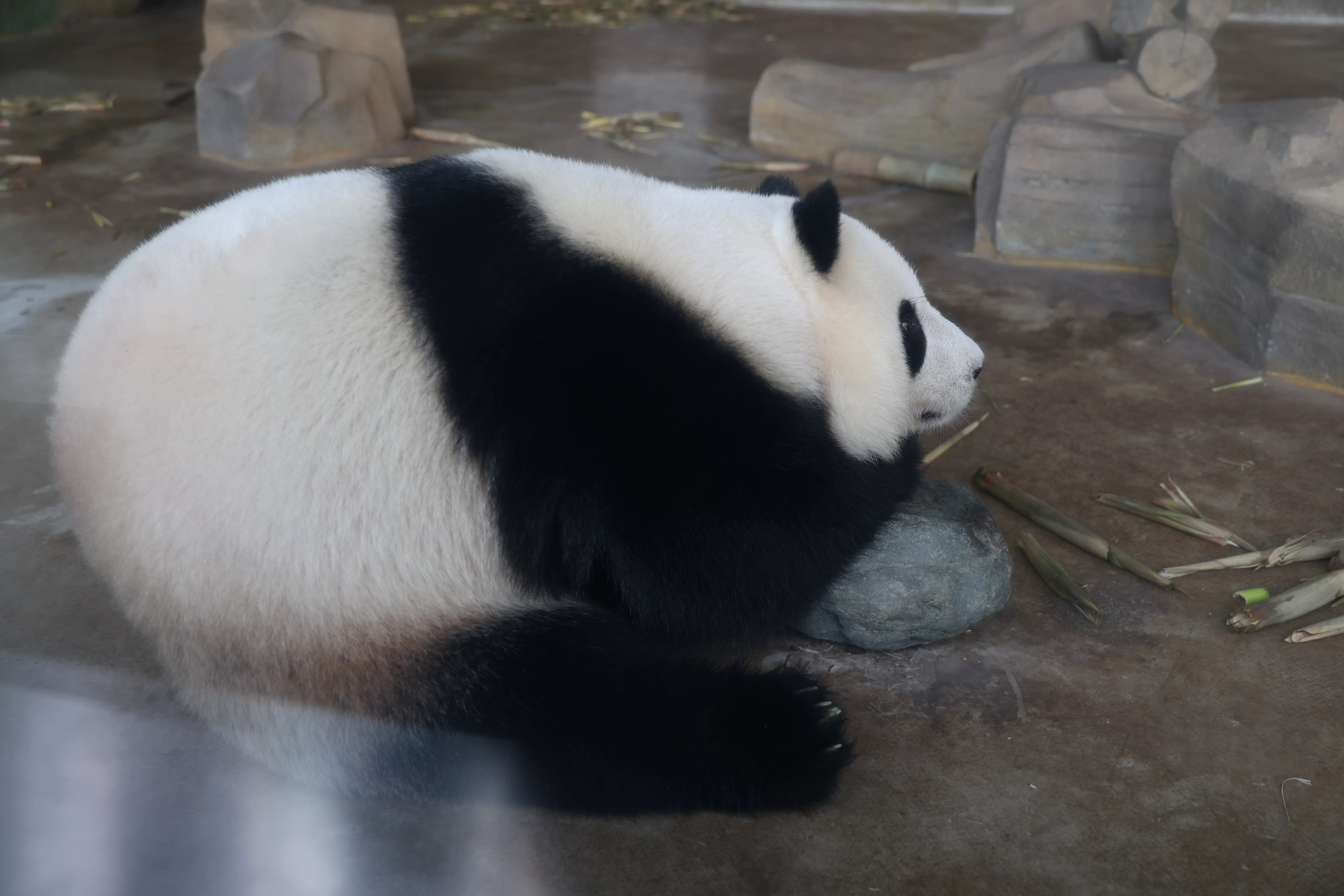 Chengdu Research Base of Giant Panda Breeding