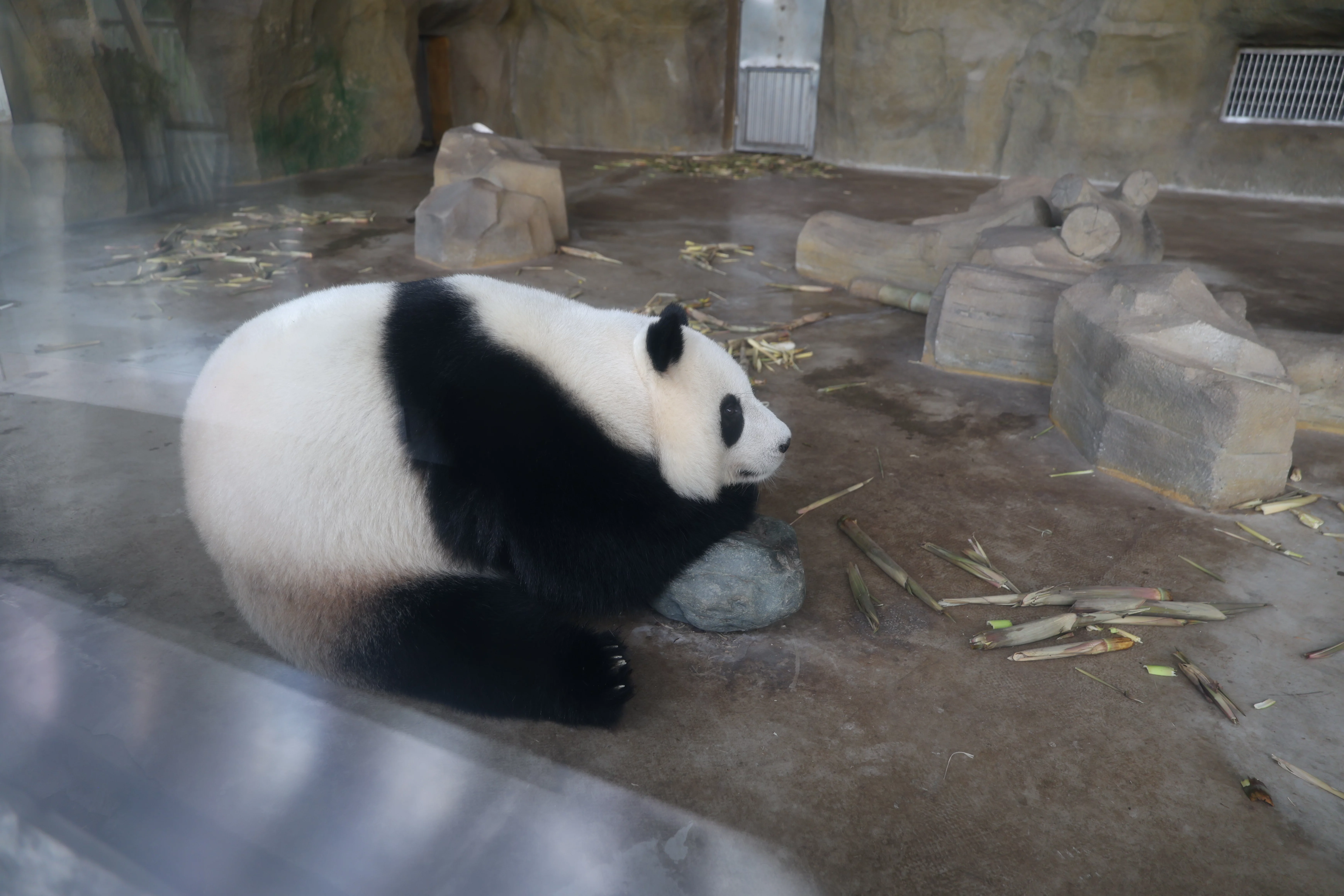 Chengdu Research Base of Giant Panda Breeding
