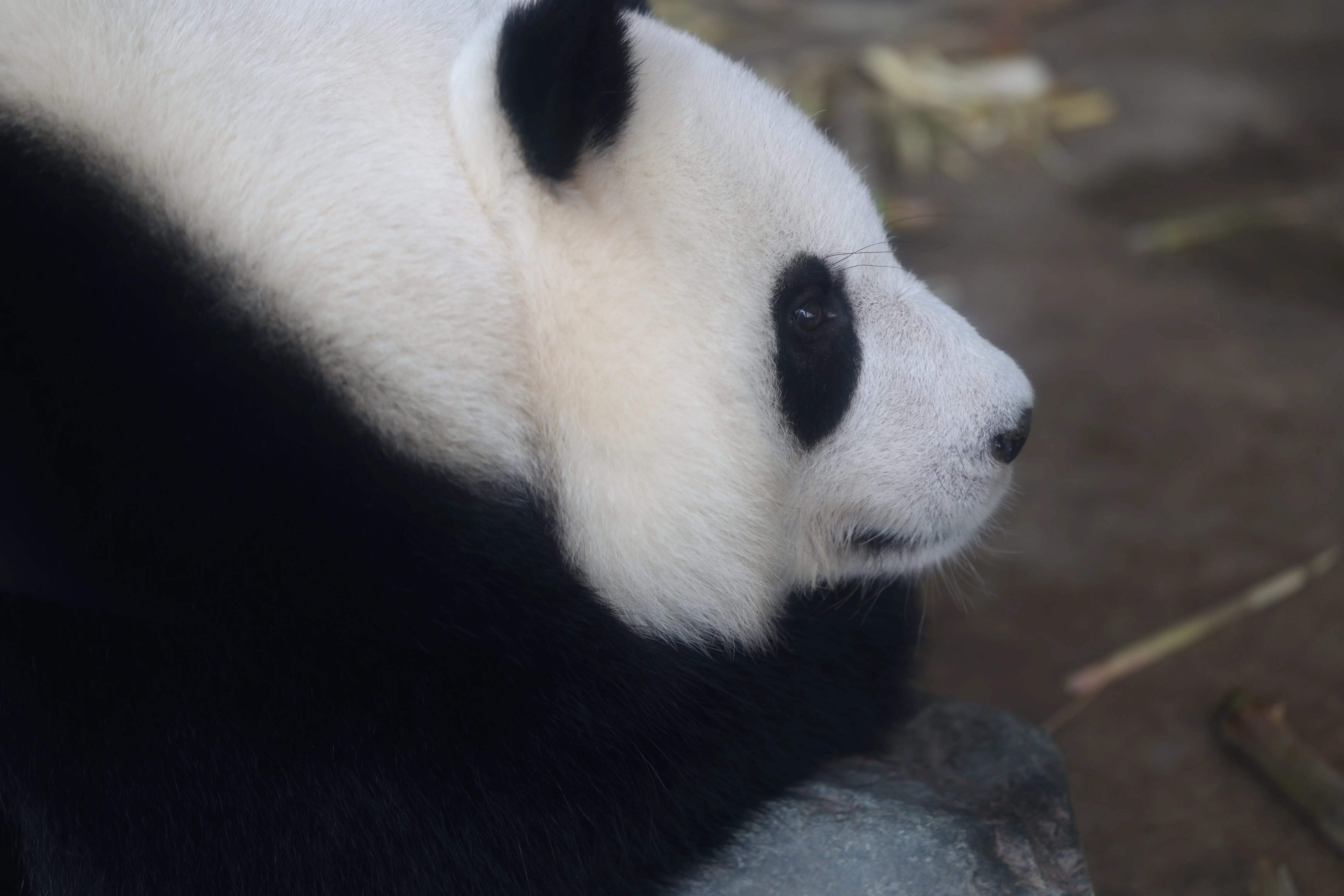 Chengdu Research Base of Giant Panda Breeding