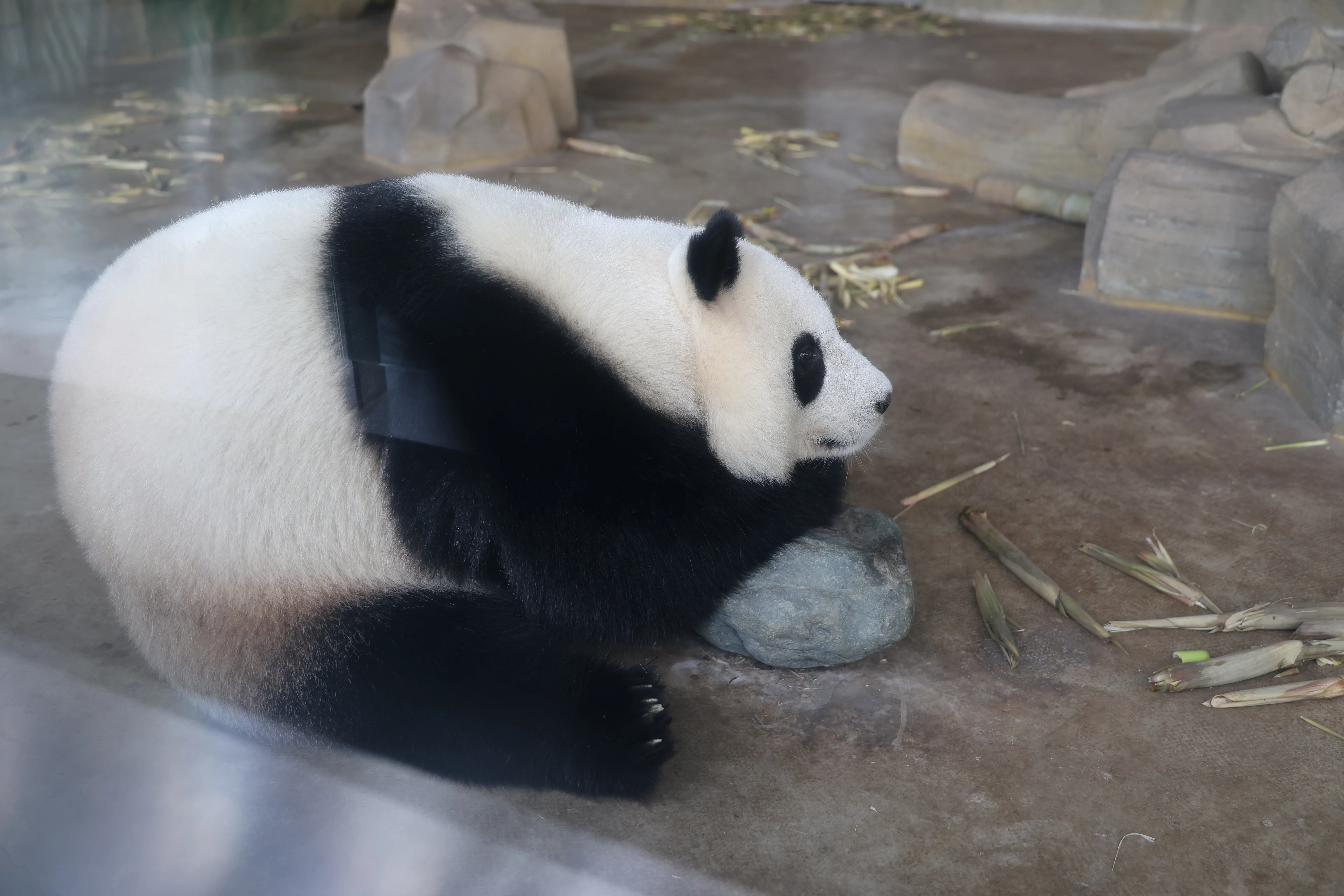 Chengdu Research Base of Giant Panda Breeding