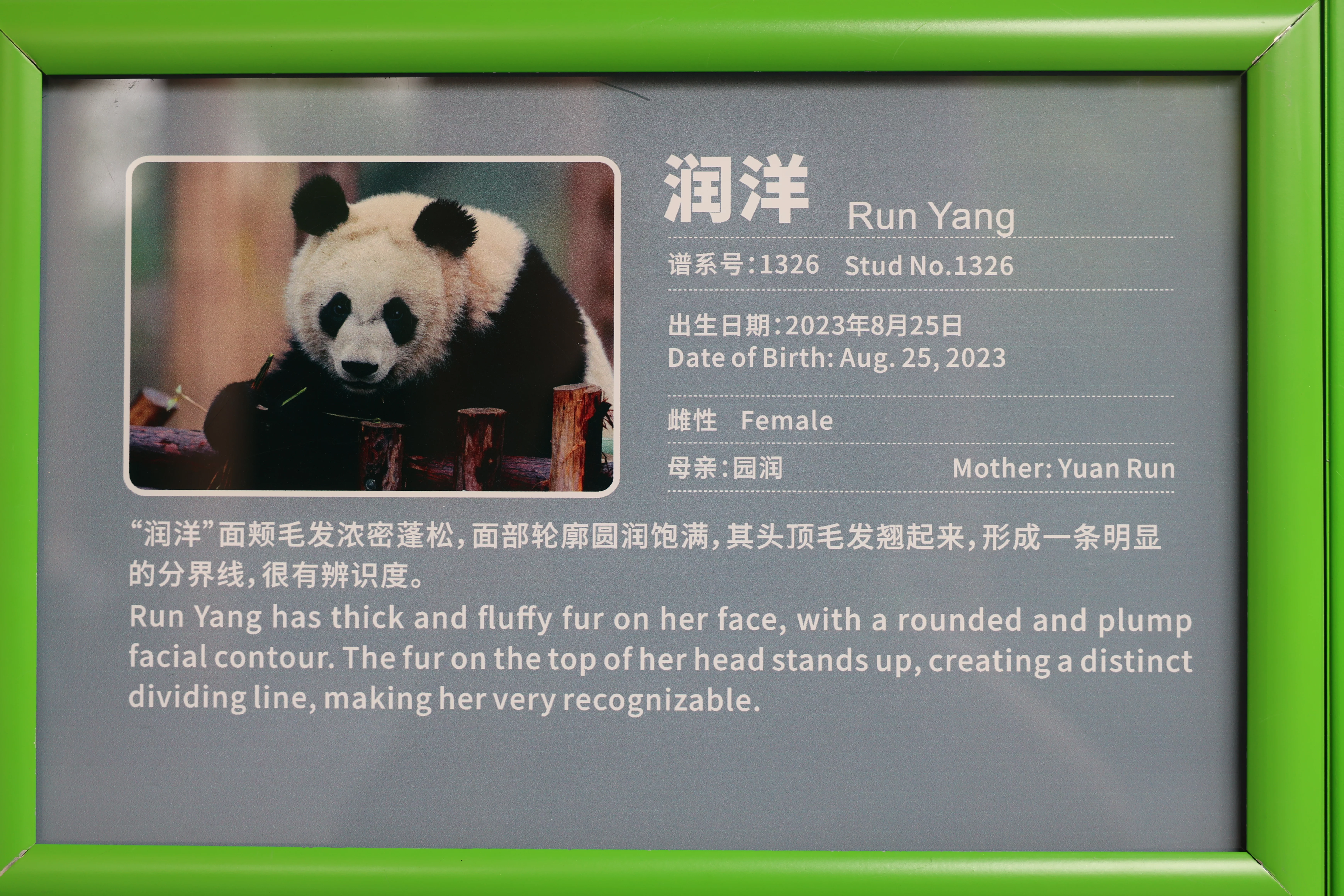 Chengdu Research Base of Giant Panda Breeding