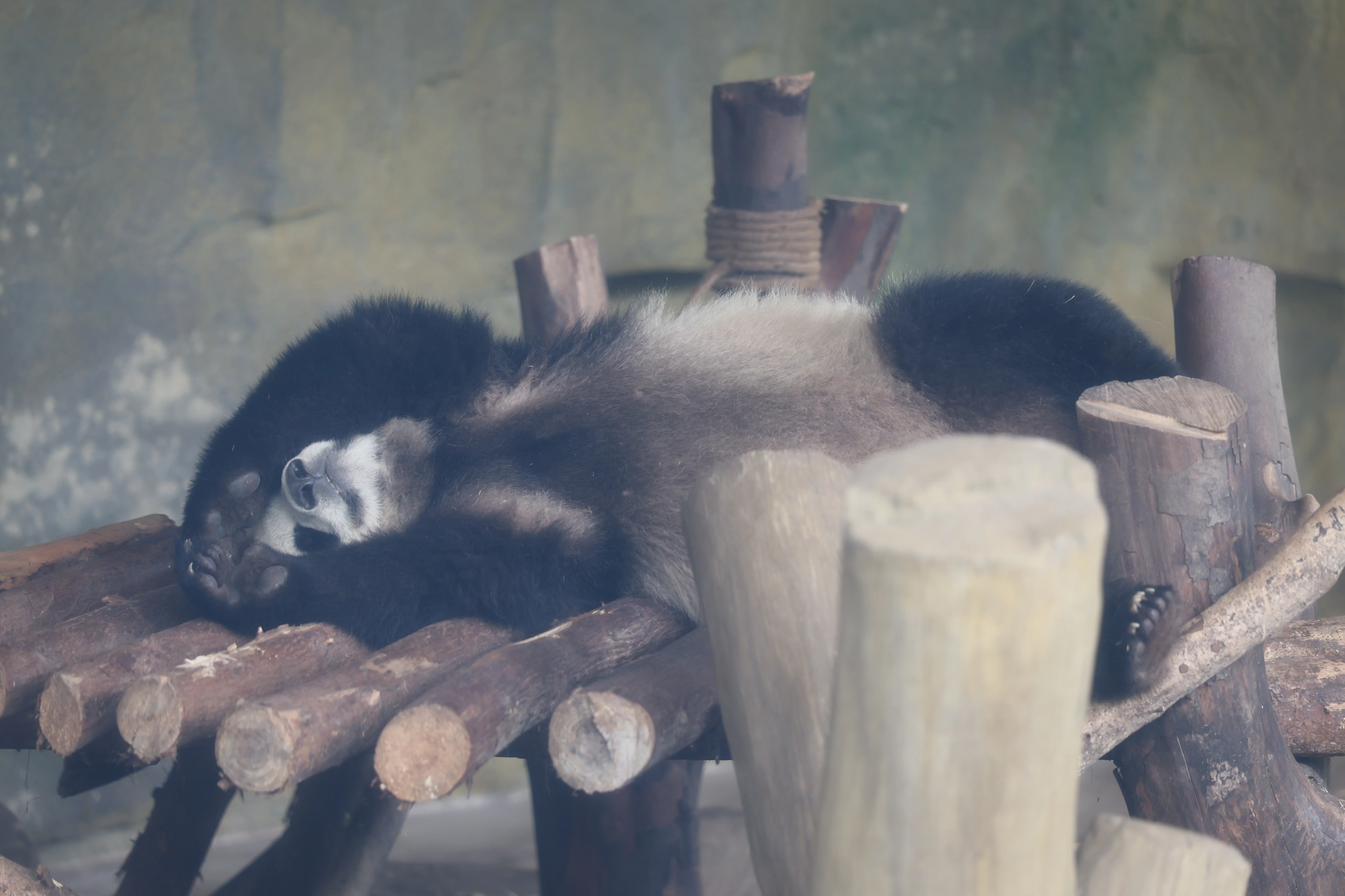 Chengdu Research Base of Giant Panda Breeding