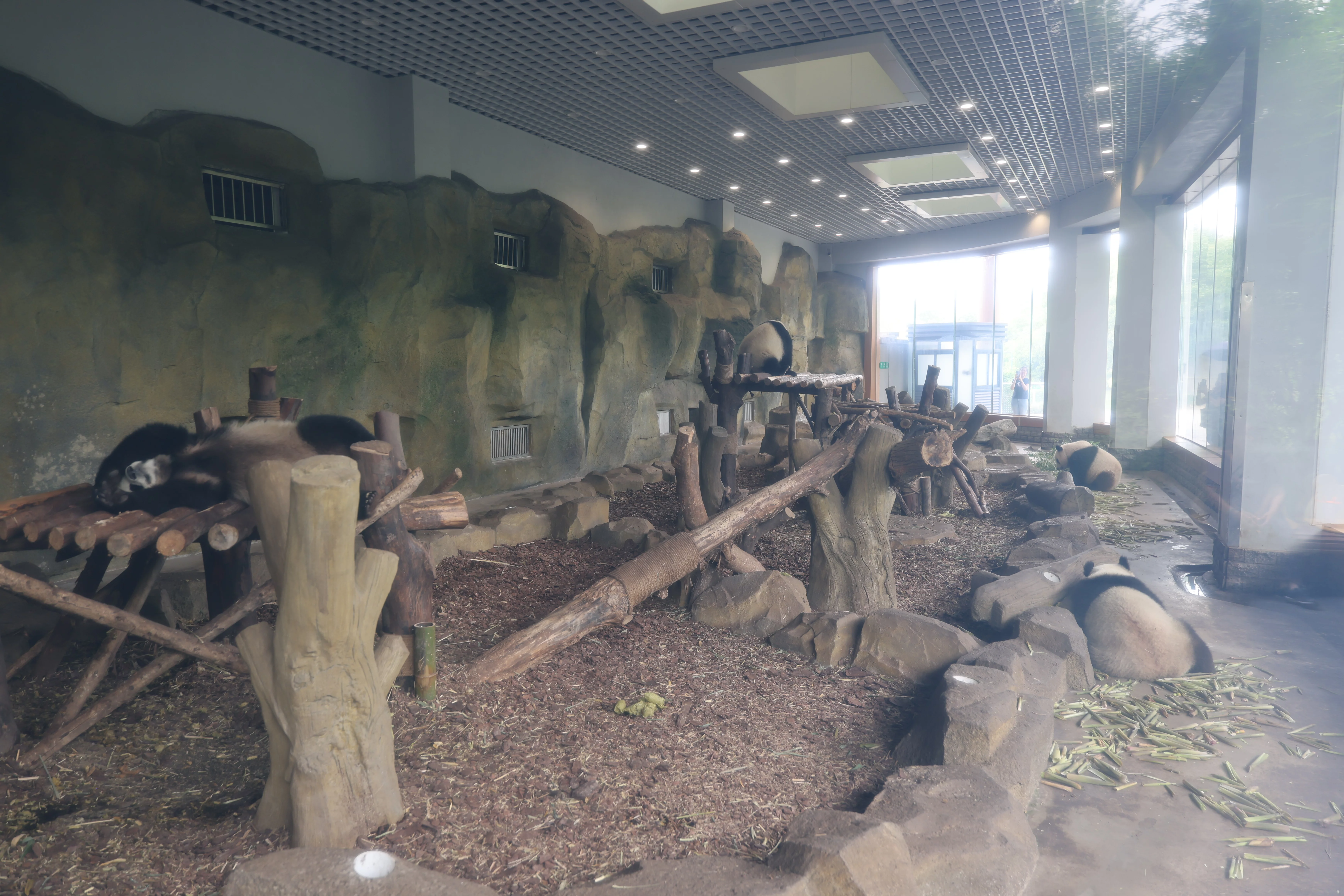 Chengdu Research Base of Giant Panda Breeding
